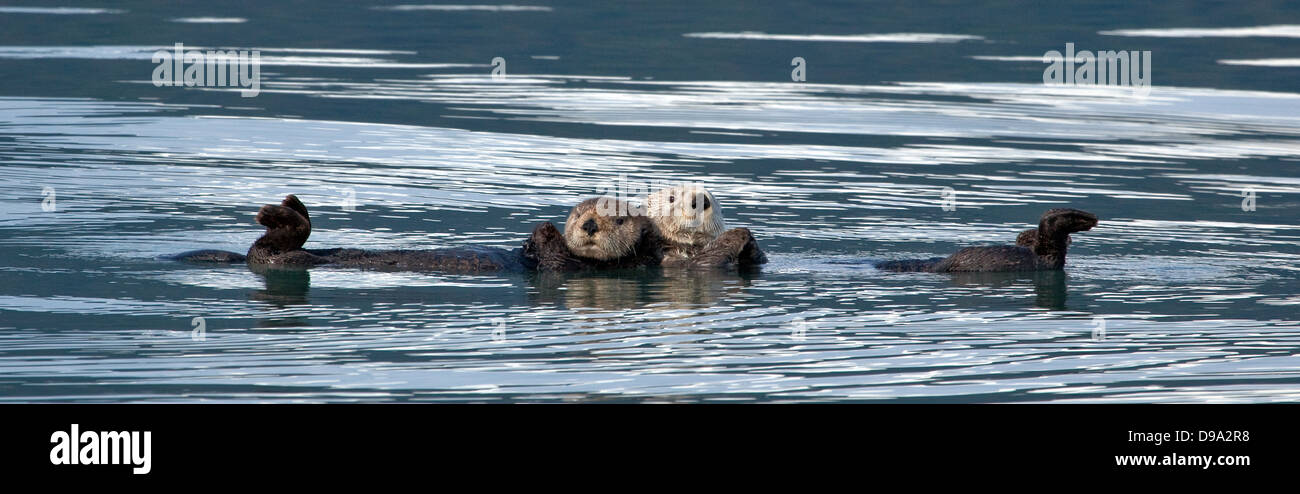 Le lontre marine da Kenai Fjords , Parco Nazionale, Alaska Foto Stock