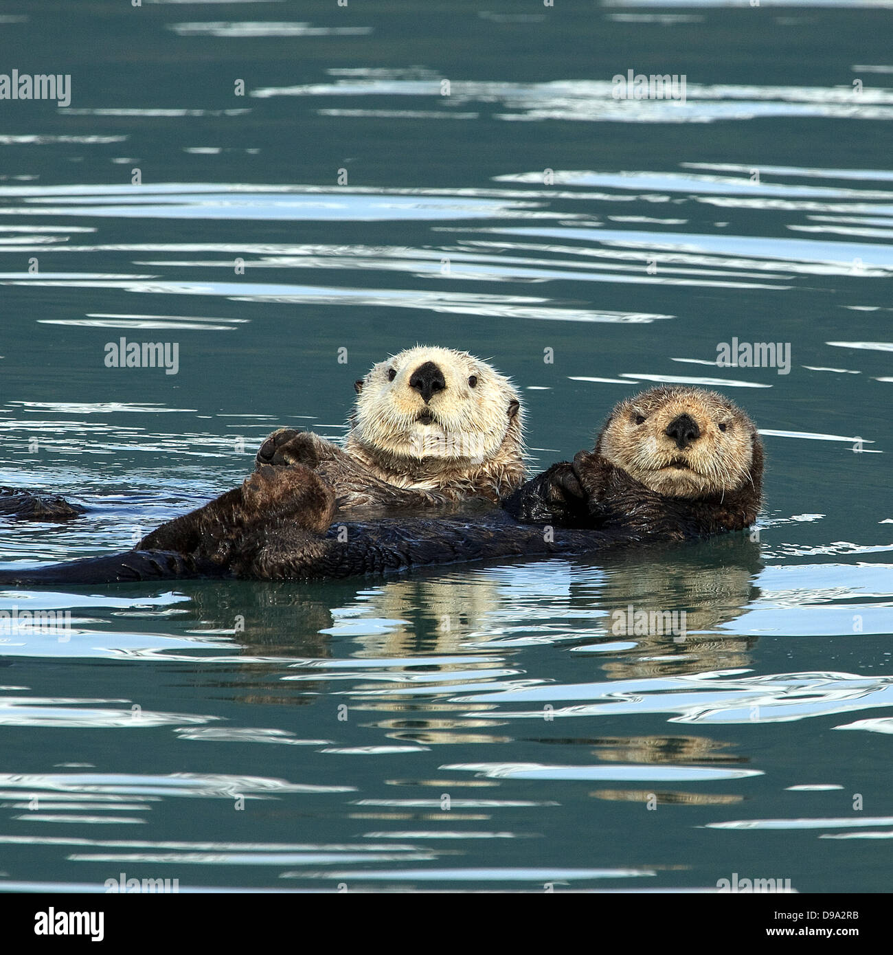 Le lontre marine da Kenai Fjords , Parco Nazionale, Alaska Foto Stock