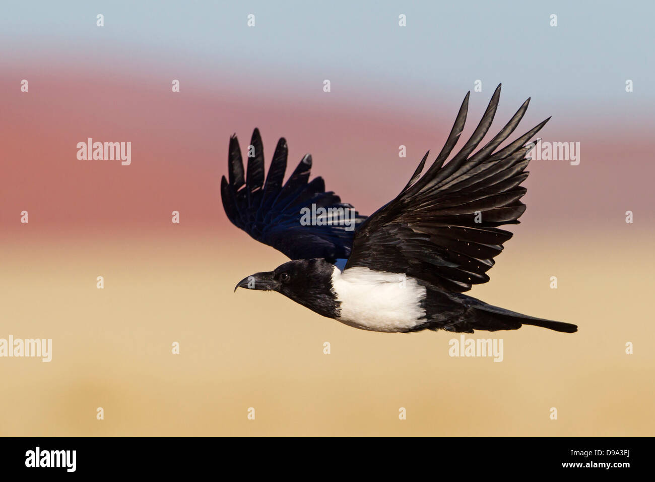 Pied Crow, Corvus albus, Schildrabe Foto Stock