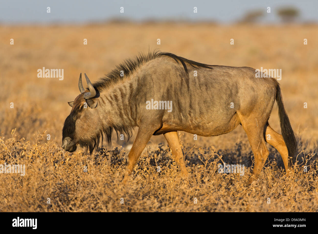 Connochaetes taurinus, blu GNU, GNU comune, Streifengnu Foto Stock