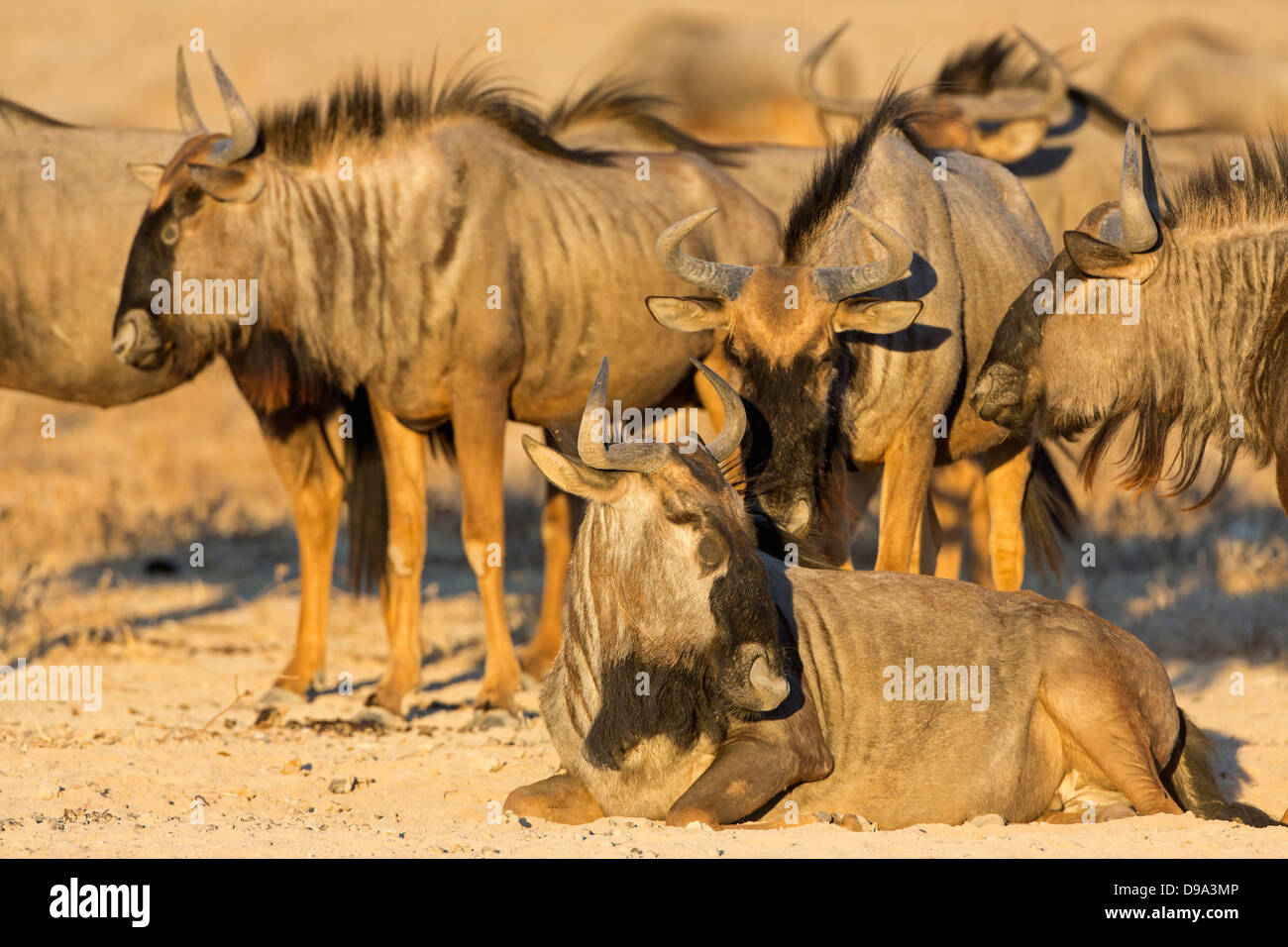 Connochaetes taurinus, blu GNU, GNU comune, Streifengnu Foto Stock