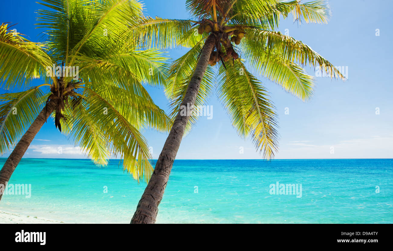Le palme che si affaccia incredibile laguna blu e bianca spiaggia Foto Stock
