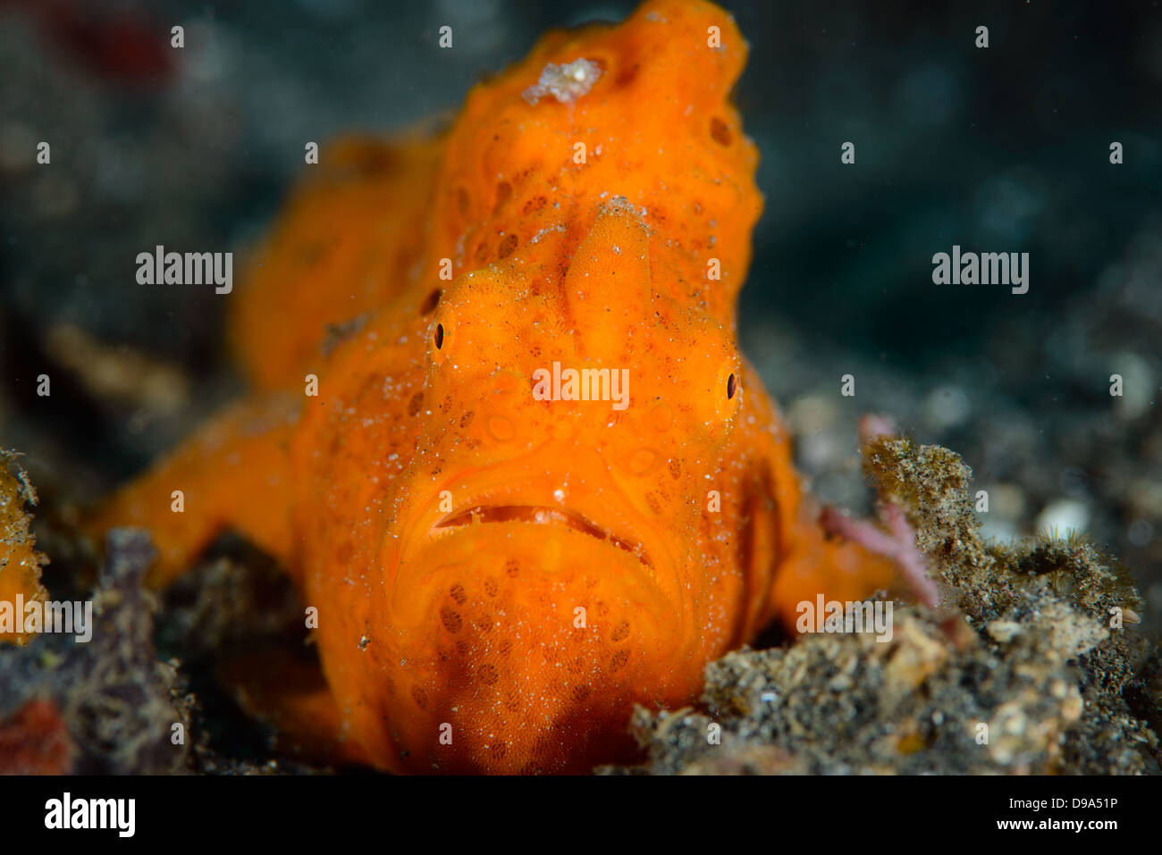 Un dipinto di arancione, rana pescatrice antennarius pictus, dal Lembeh strait Foto Stock