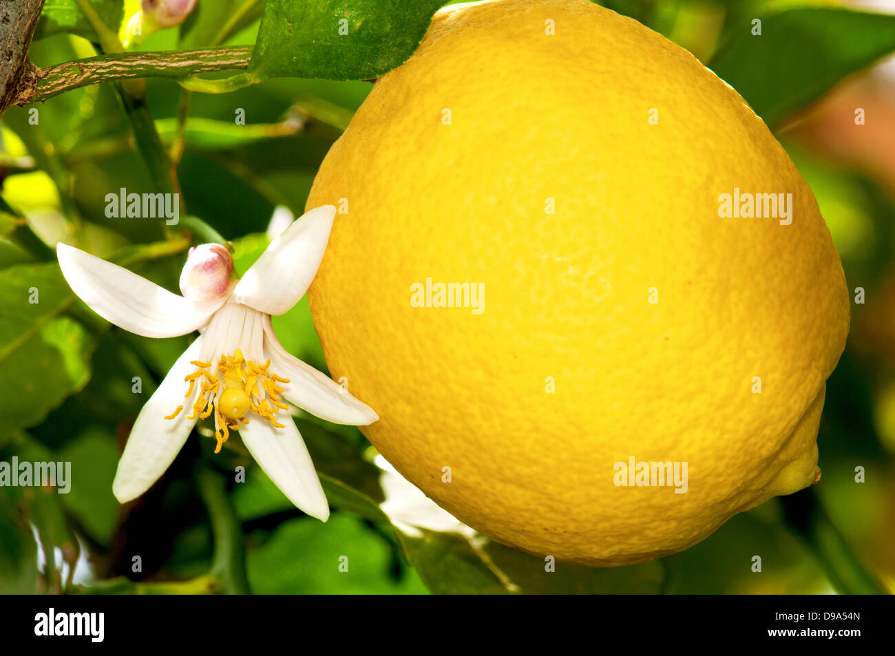 Lemon Tree, frutta e fiori Foto Stock