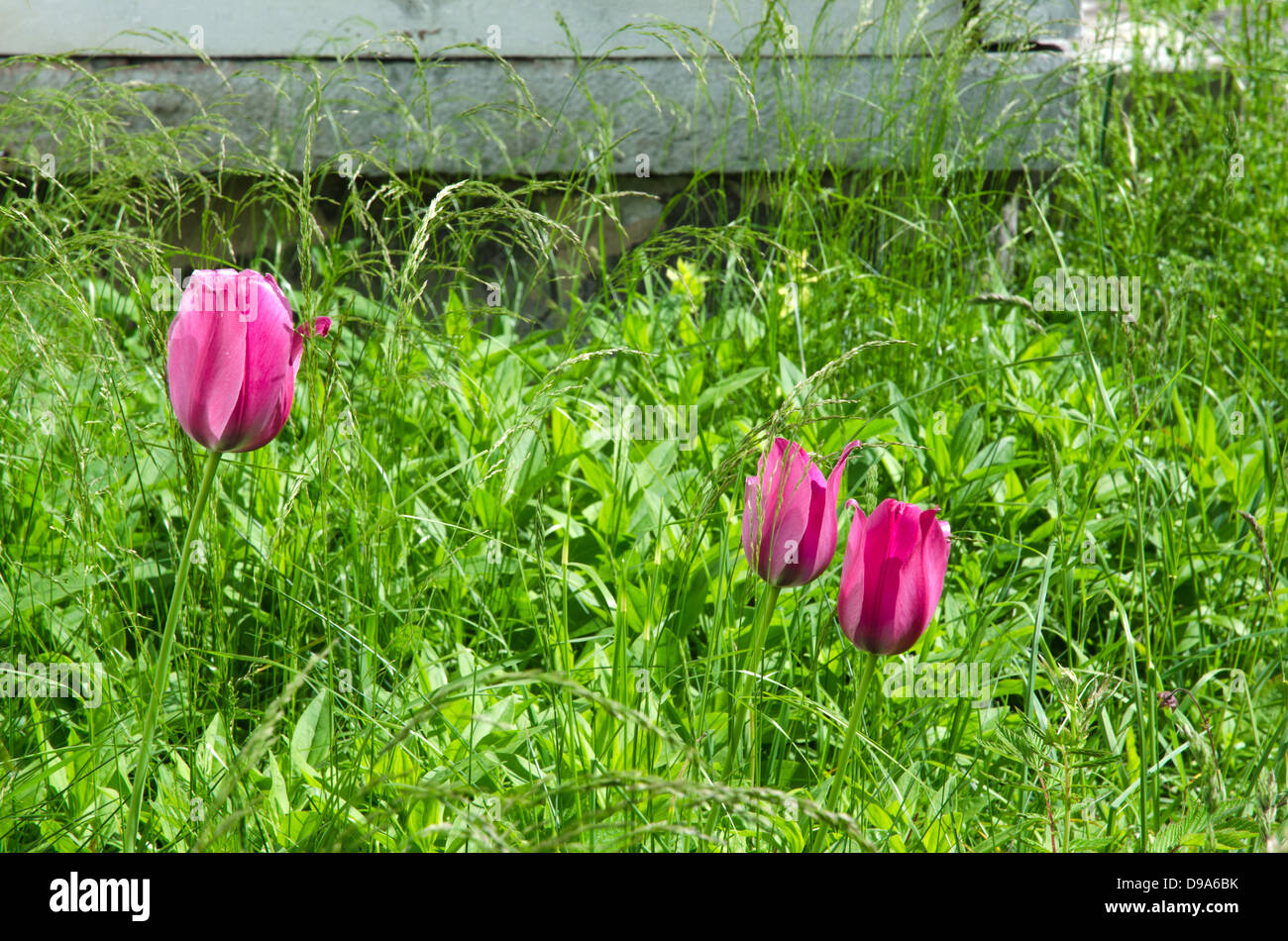 Fioritura di tulipani rossi in un giardino abbandonato il letto con un sacco di verde e di erba infestante. Foto Stock
