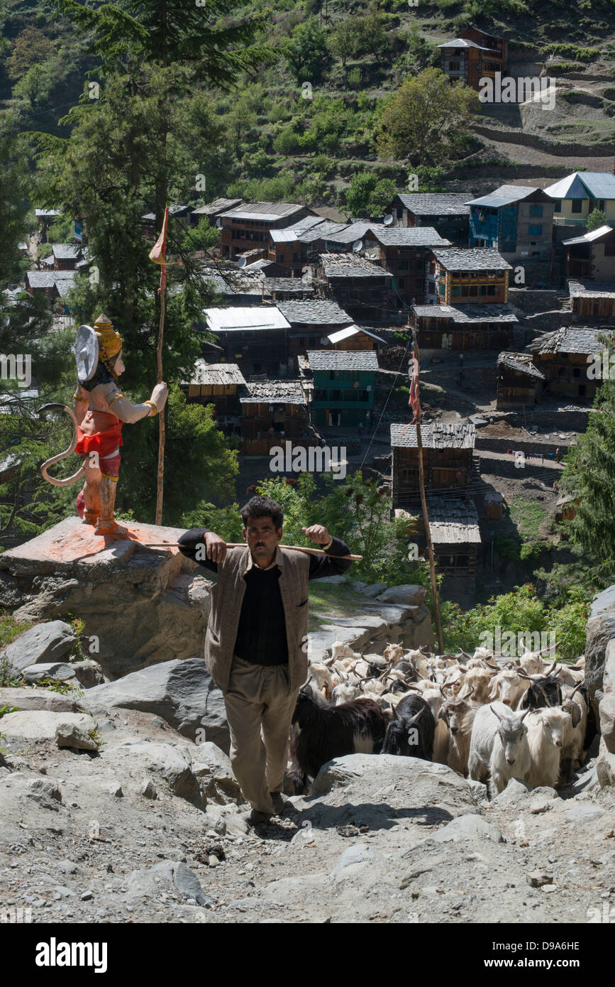 Un Gaddi tribesman conduce il suo gregge di capre per i pascoli alti di Himalayan Budhil valley in Himachal Pradesh, India Foto Stock