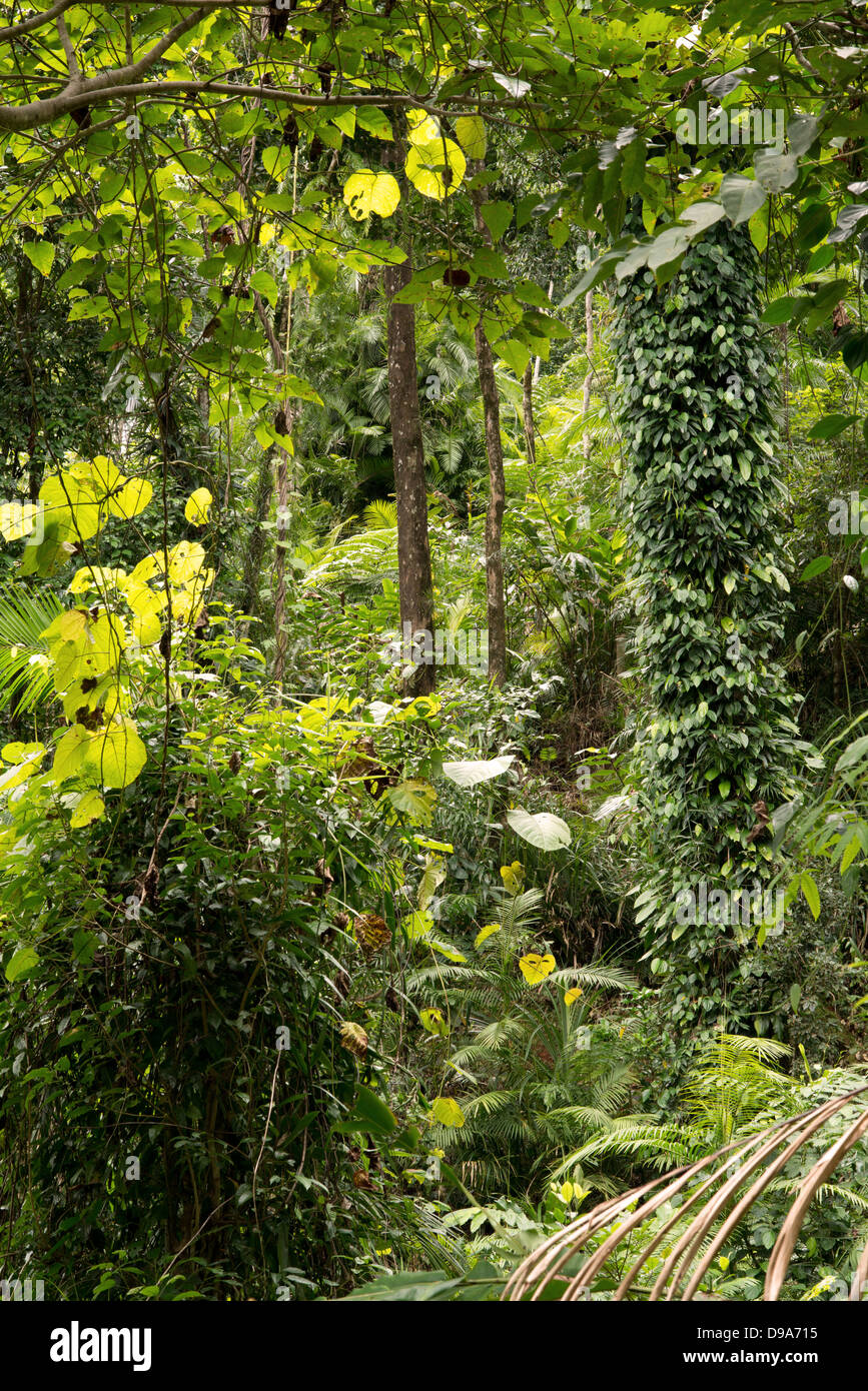 Lo scenario della foresta pluviale al Massi Babinda, estremo Nord Queensland, Australia Foto Stock