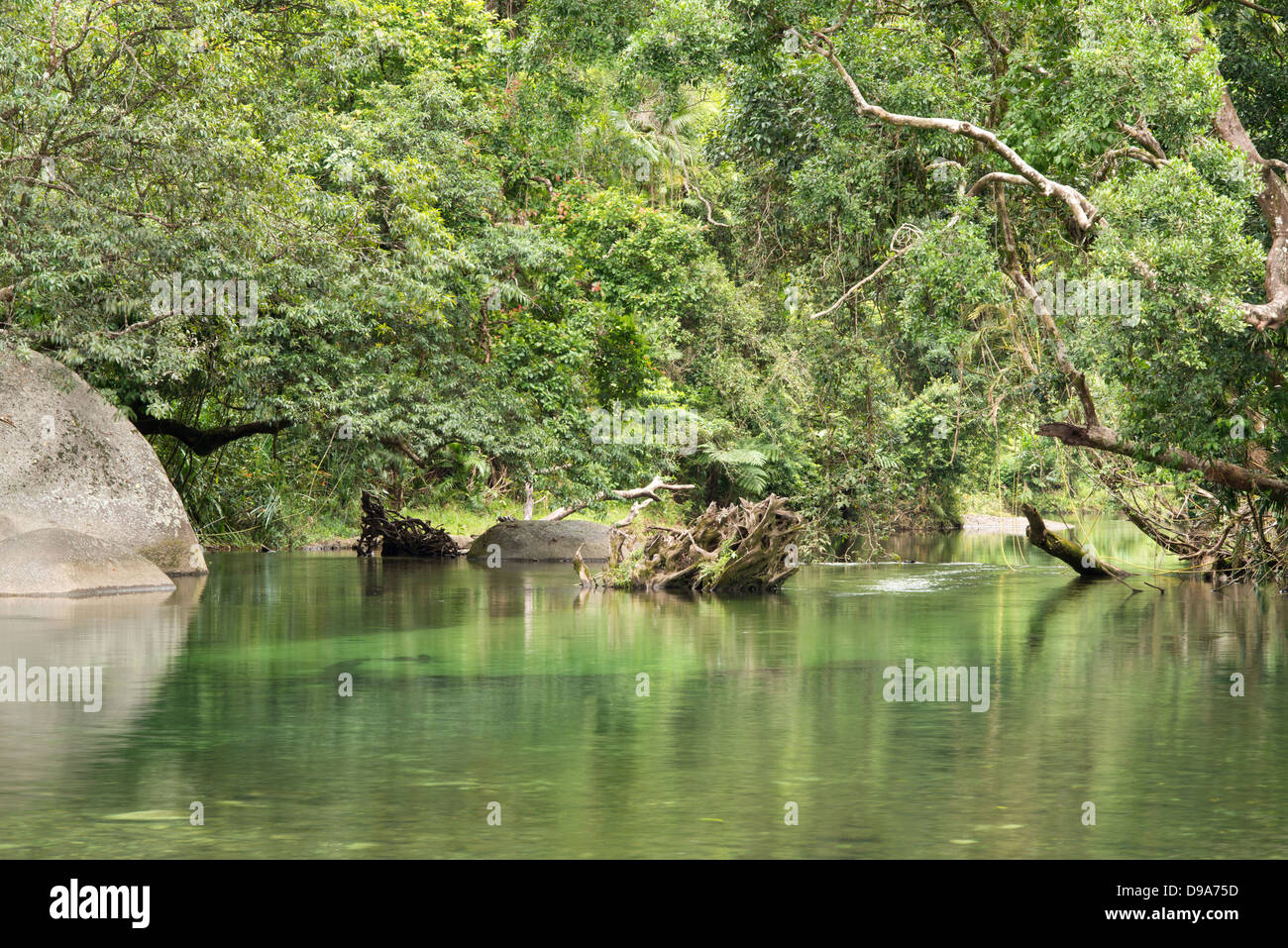 Lo scenario della foresta pluviale al Massi Babinda, estremo Nord Queensland, Australia Foto Stock