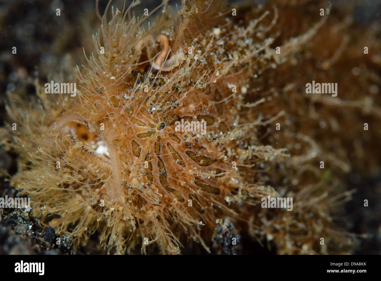 Il ritratto di una rana pescatrice pelose noto anche come rana pescatrice striato. La foto è stata scattata nel Lembeh strait, Nord Sulawesi Foto Stock