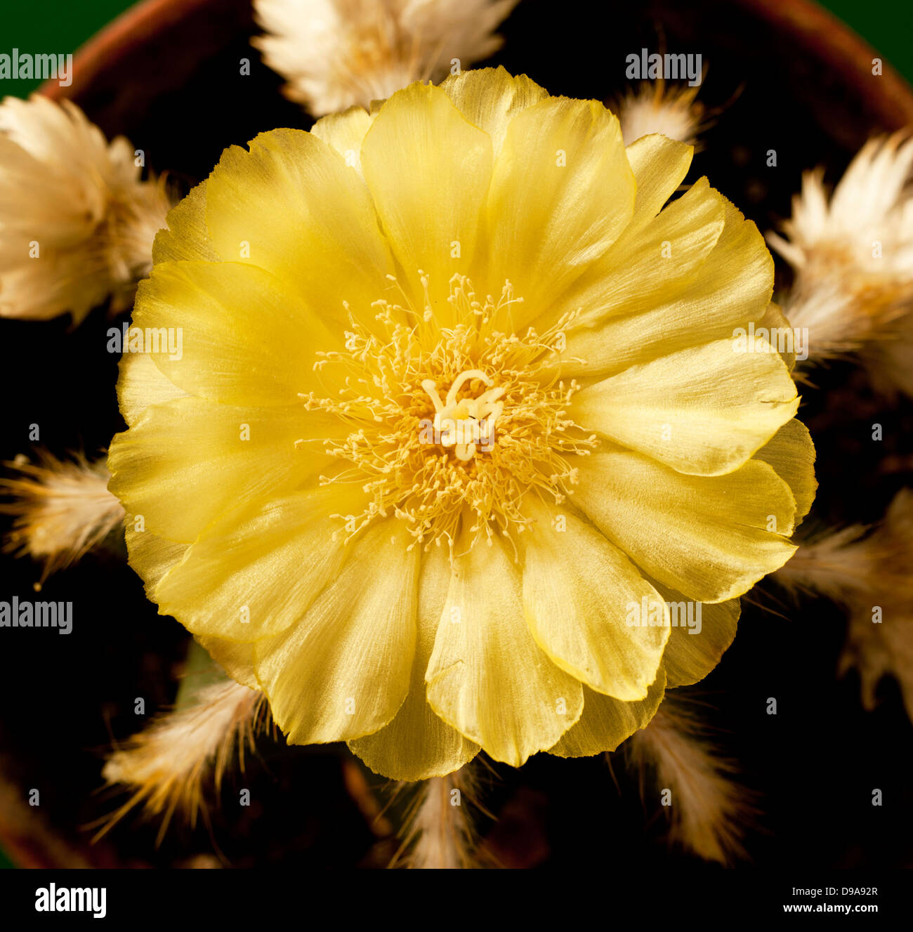 Giallo fiore di cactus cuore in stretta fino a capsula e pistillo e sfrangiato refilato foglie, squadrati in un telaio rettangolare Foto Stock