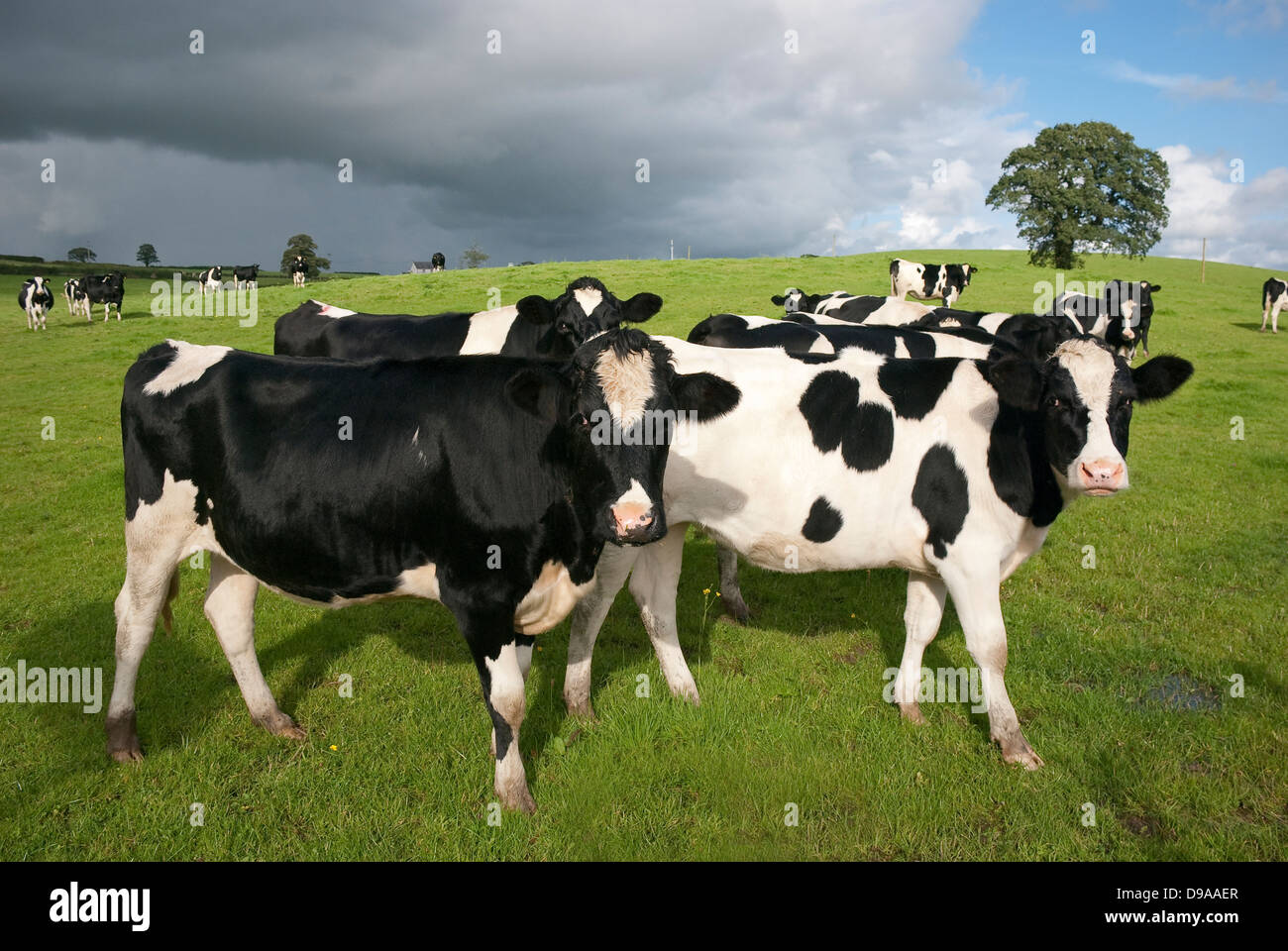 Bovini di razza Holstein nel caseificio, Waltshire, UK. Foto Stock