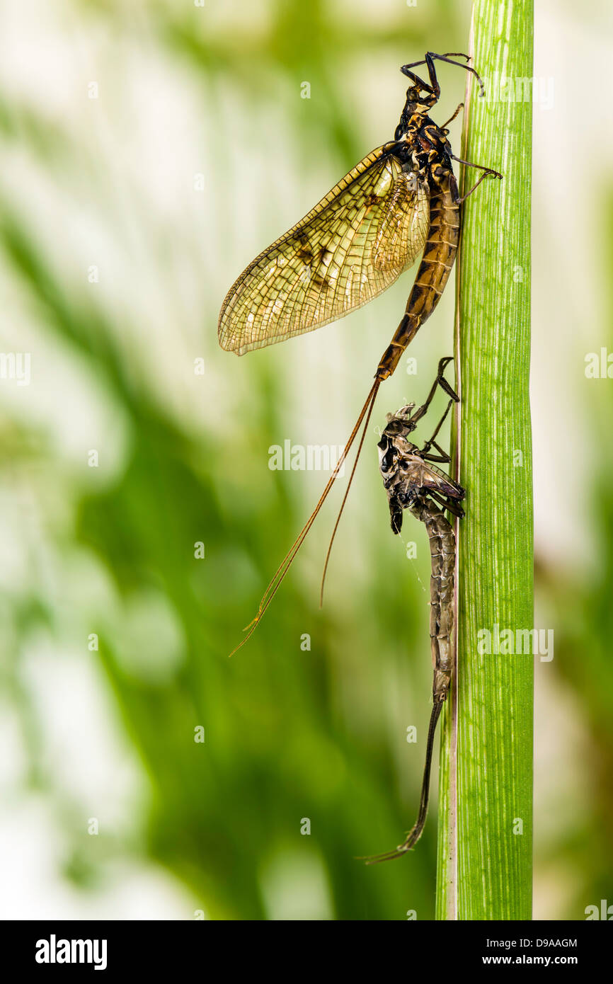 Mayfly (Ephemera danica) emersi dalla forma Subimago. Foto Stock