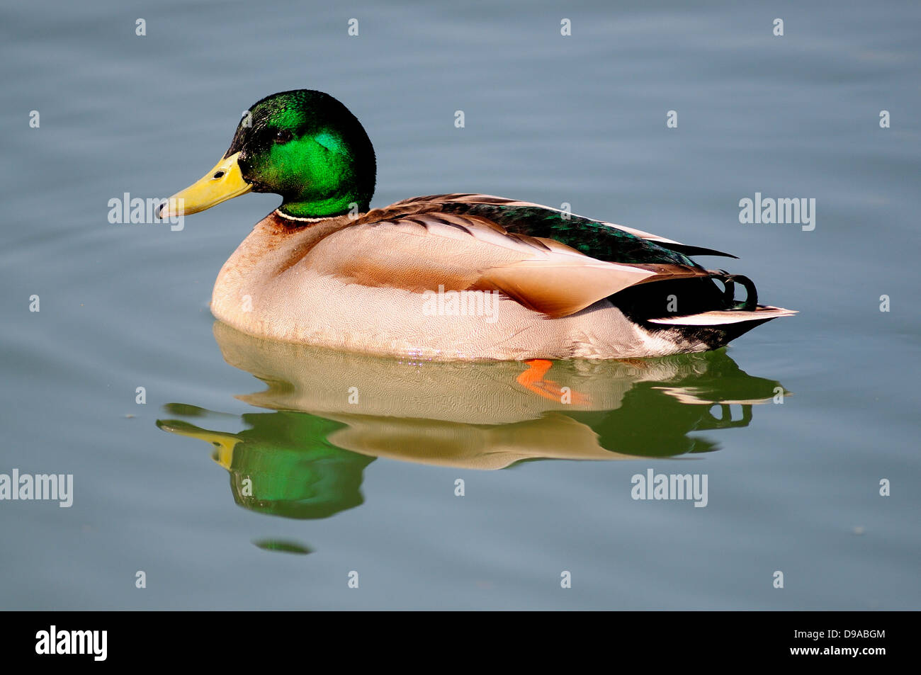 Un Mallard duck nuotare tranquillamente Foto Stock