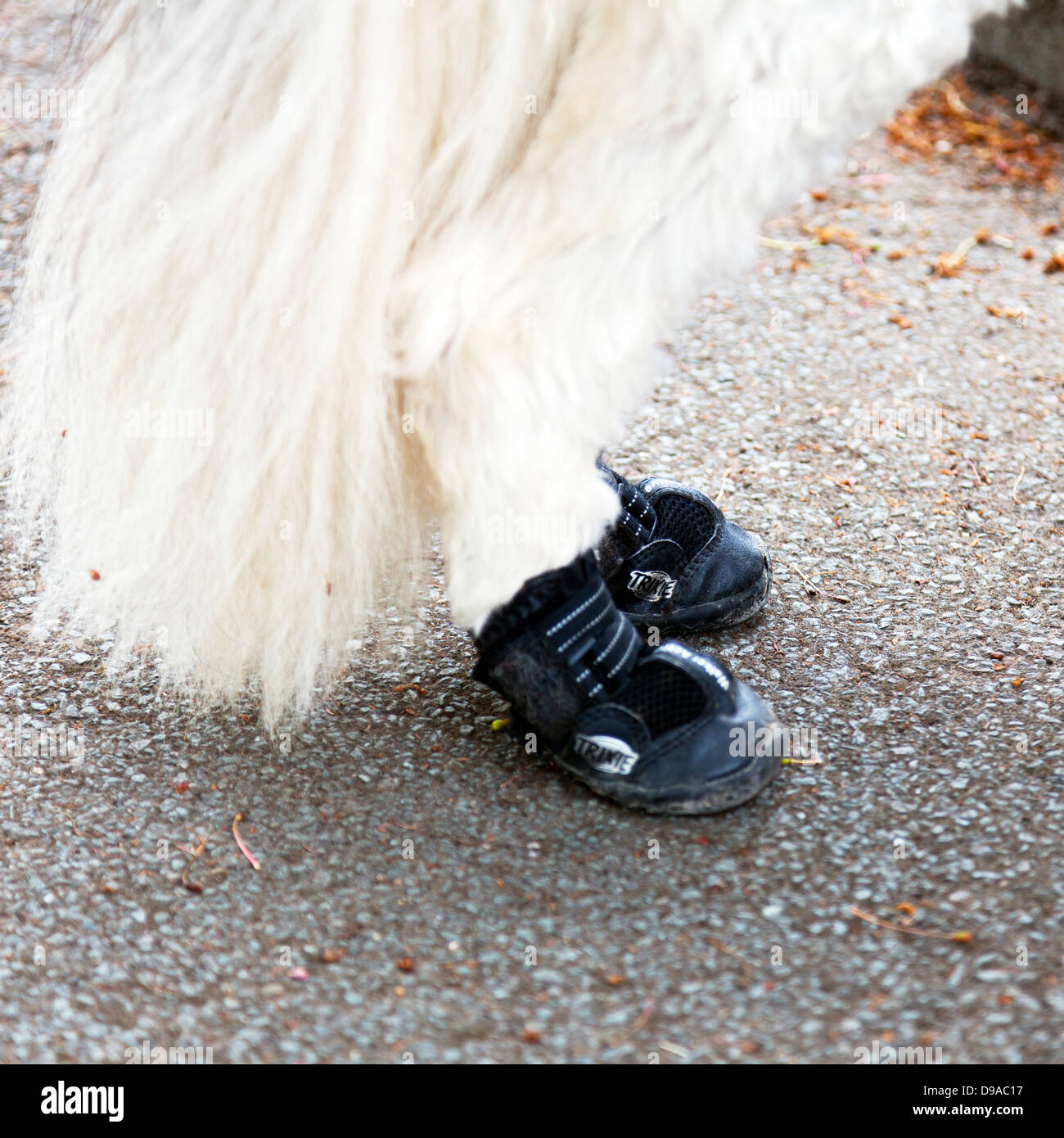 Cane peloso indossando scarpe sui piedi posteriori vicino dettaglio Foto Stock