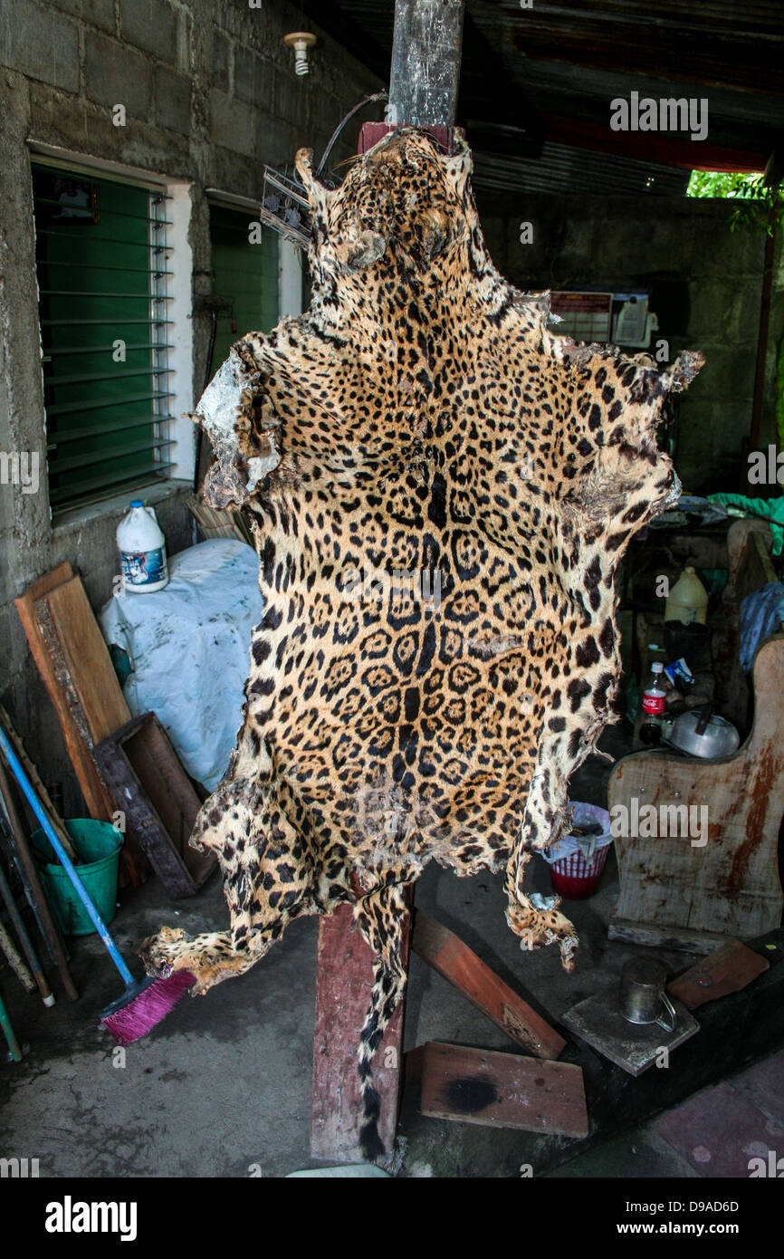 Una Jaguar in camicia pelle sul display Foto Stock