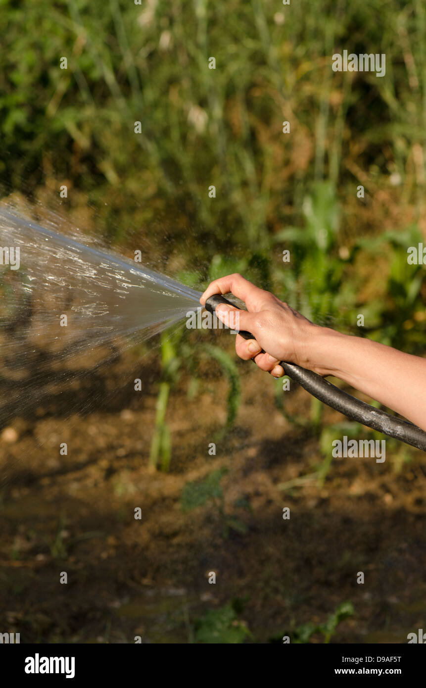 Irrigazione di piante di mais manualmente con un tubo flessibile. Andalusia, Spagna. Foto Stock