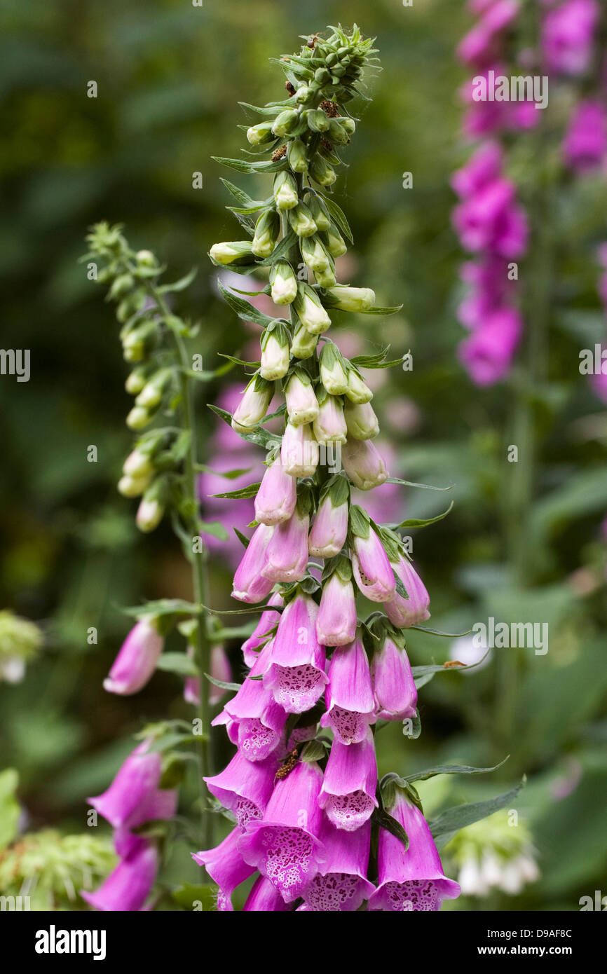 Digitalis purpurea. Foxglove comune punte in un bosco giardino. Foto Stock