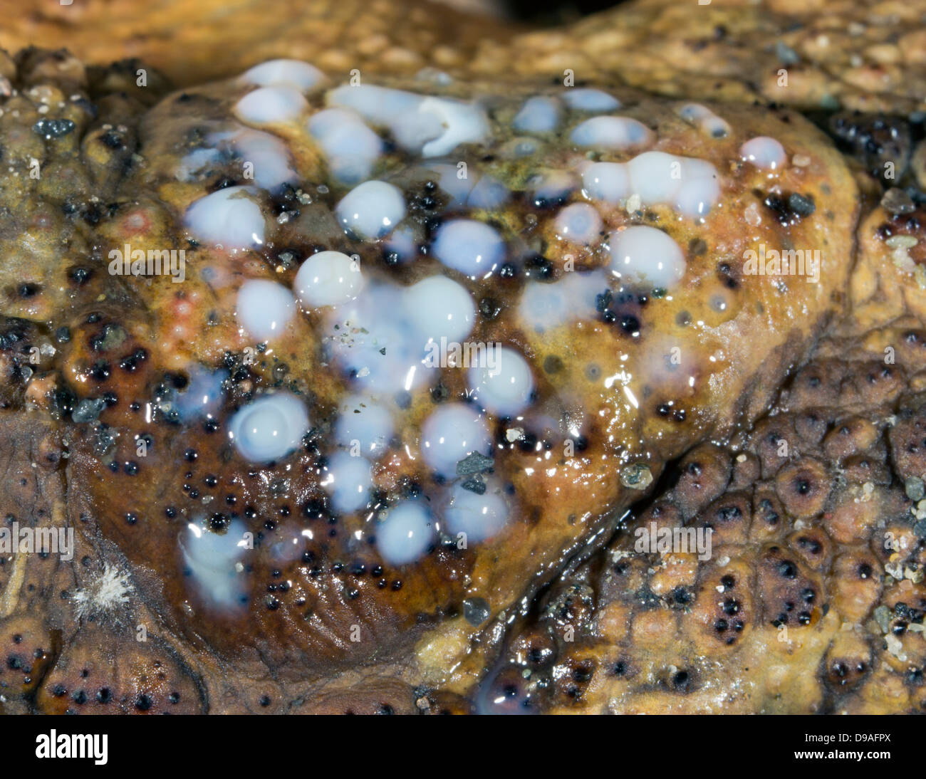 Il veleno che colava della ghiandola parotide della canna da zucchero Toad (Bufo marinus) Foto Stock