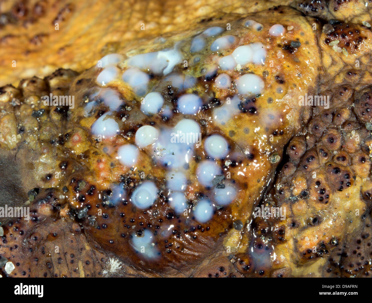 Il veleno che colava della ghiandola parotide della canna da zucchero Toad (Bufo marinus) Foto Stock