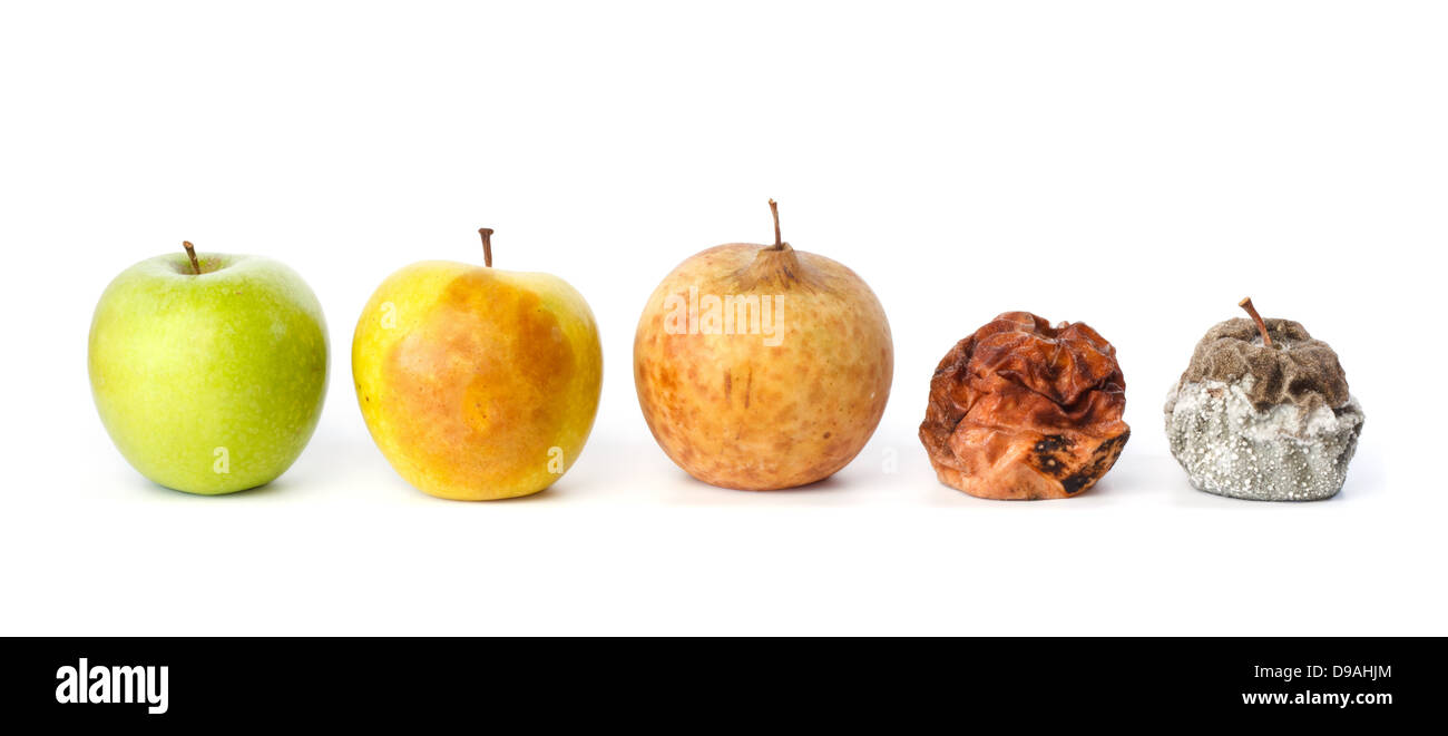 Cinque mele in vari stati di decadimento contro uno sfondo bianco Foto Stock