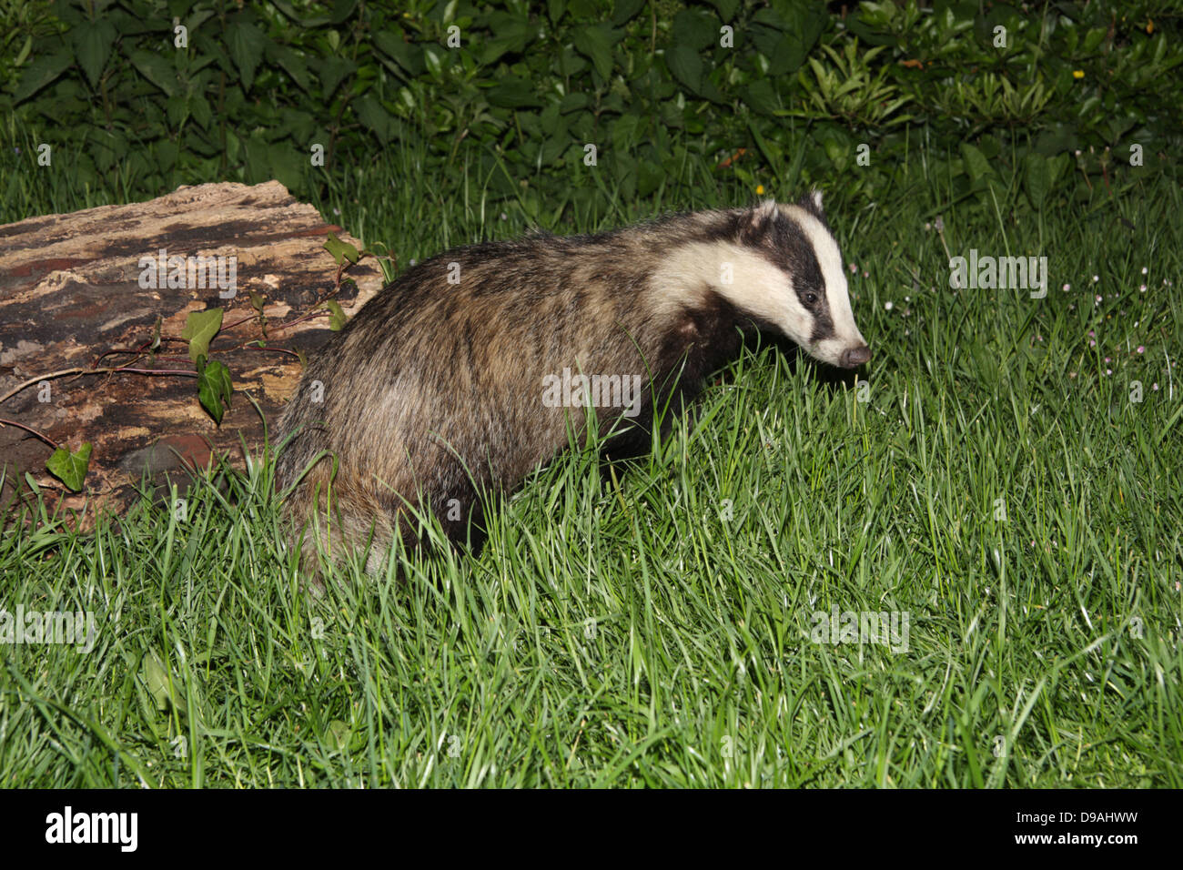 Europeo femminile badger Meles meles alimentare Foto Stock