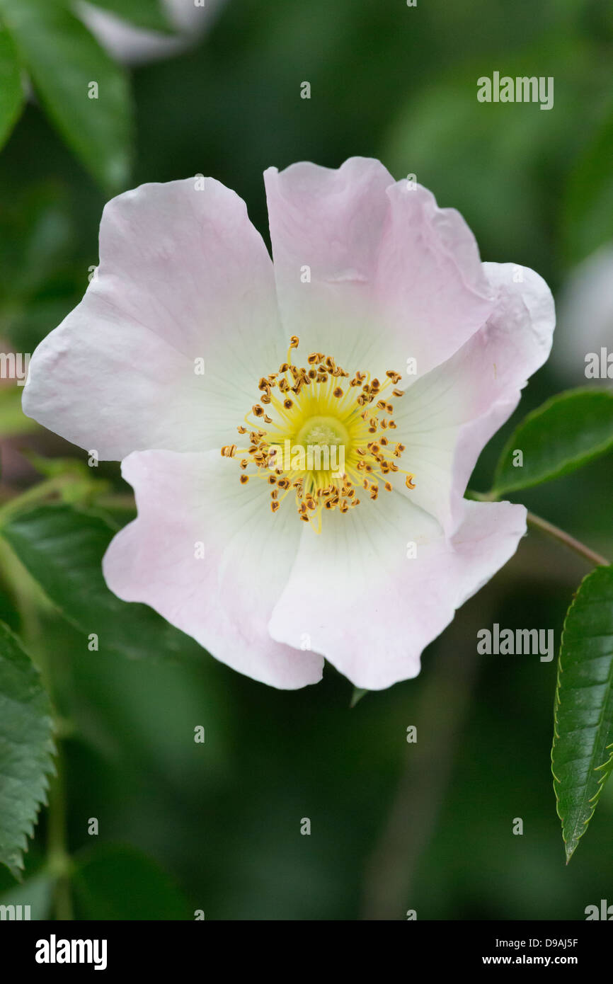 Cane selvatico rose fioritura di Collard su Hill Foto Stock