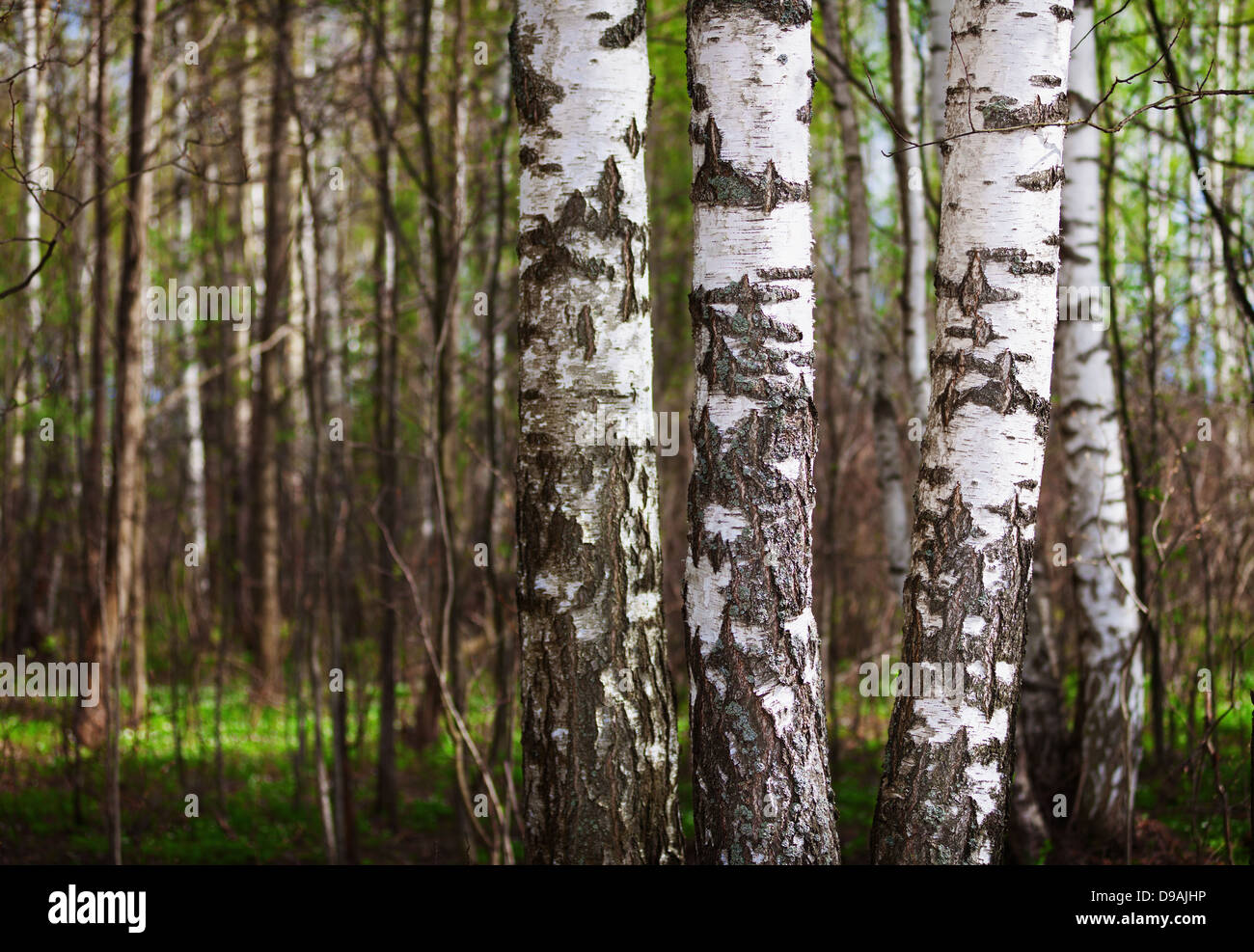 I tronchi di alberi di betulla nei boschi del nord Foto Stock