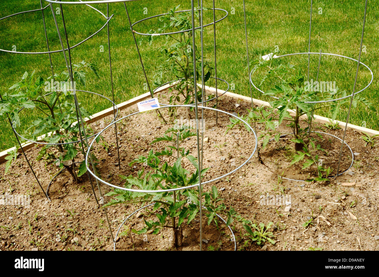 Cinque settimane di età delle piante di pomodoro in gabbie. Foto Stock