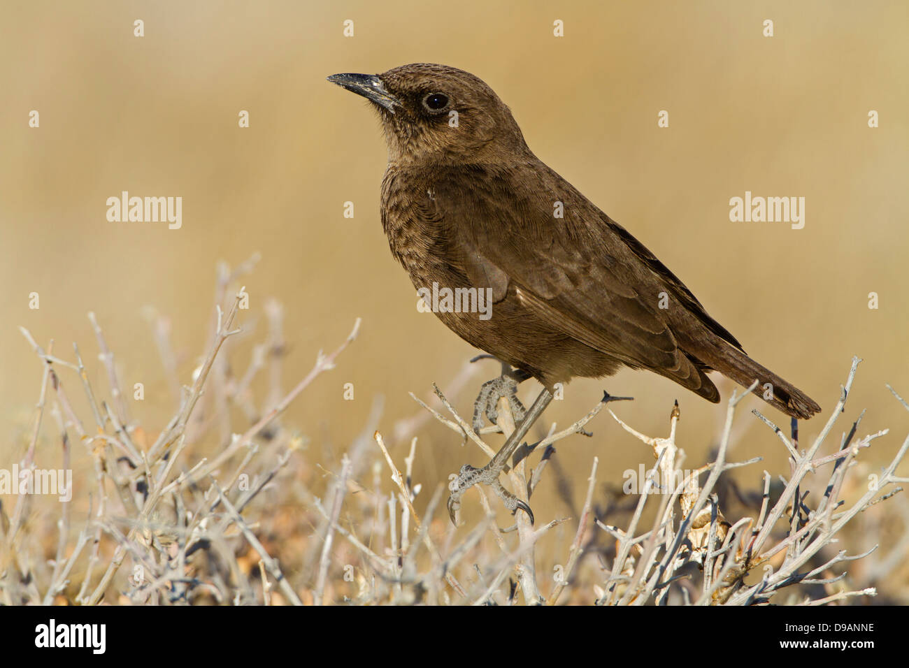 Southern Anteater Chat, Southern Anteater-Chat, Myrmecocichla formicivora, Ameisenschmätzer, Termitenschmätzer, Ameisenschmaetze Foto Stock