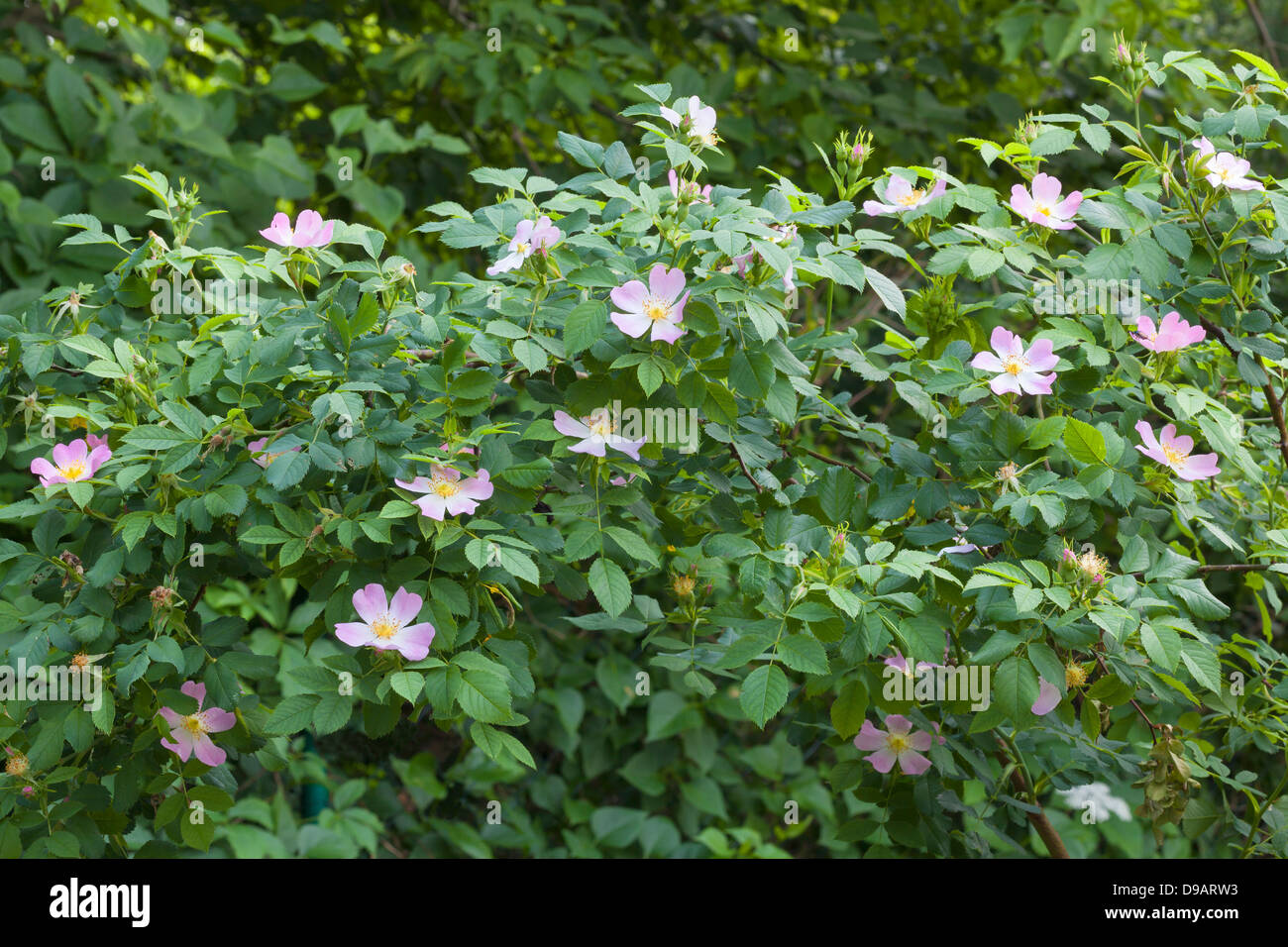 Rosa selvatica Foto Stock