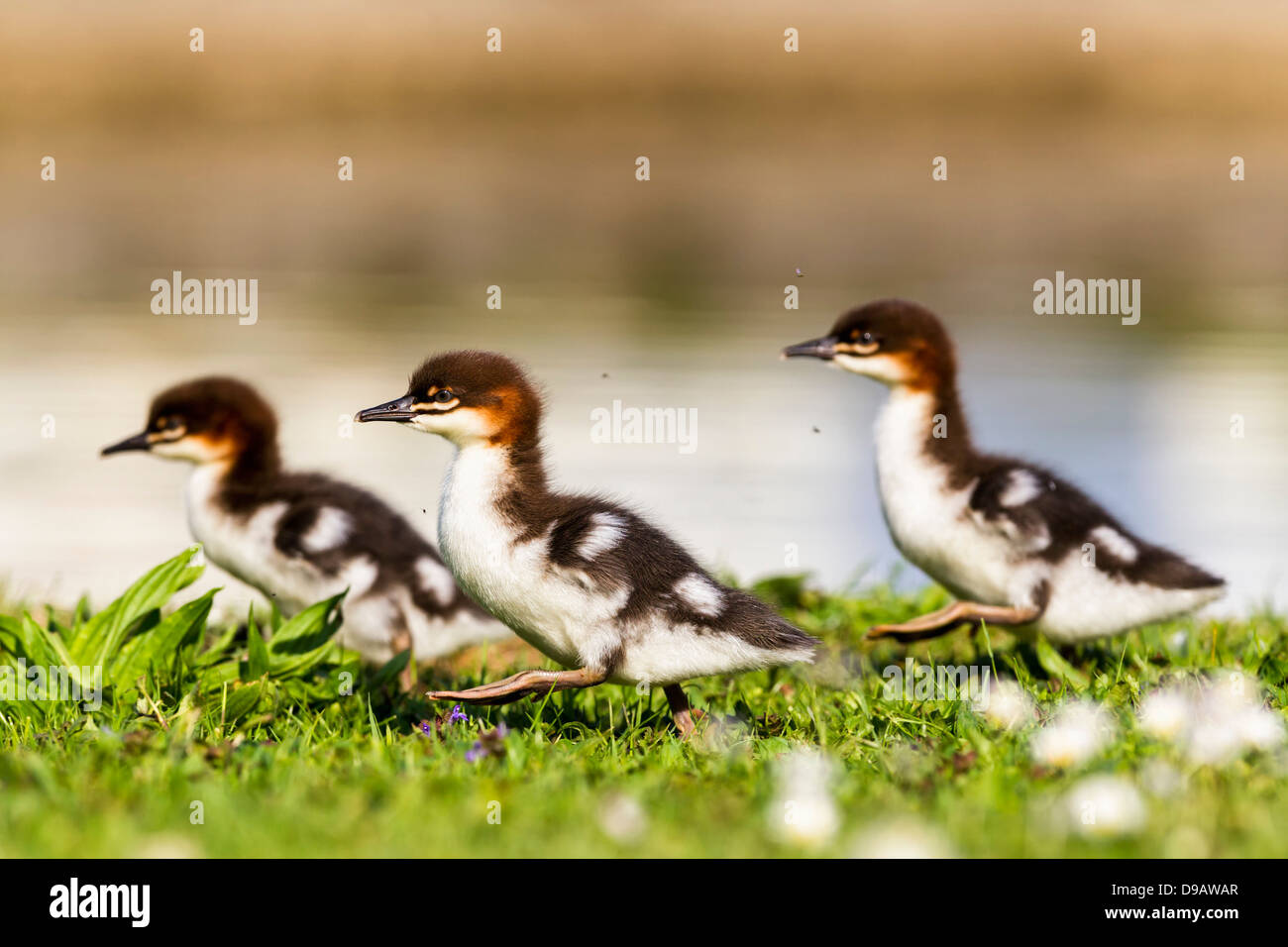 In Germania, in Baviera, smergo maggiore pulcini, vicino usp Foto Stock