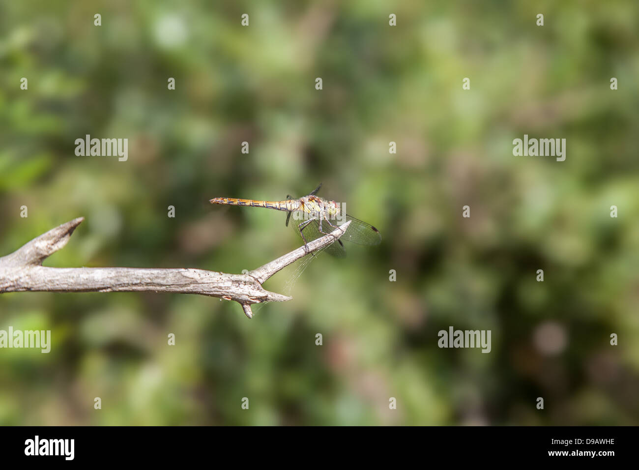 Venato rosso darter su stick Foto Stock