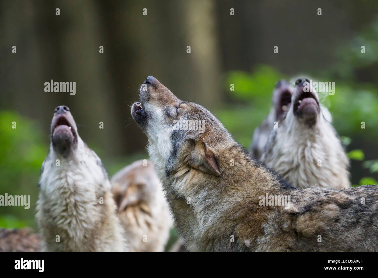 In Germania, in Baviera, urlando wolfs grigio Foto Stock