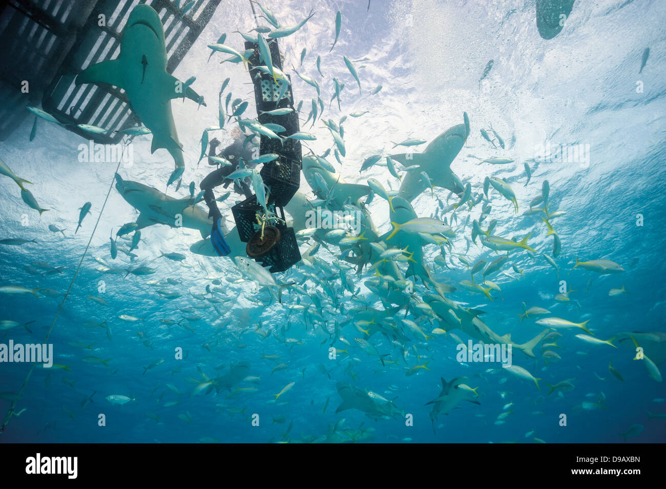 Bahamas, subacqueo tra gli squali limone a banca Bahana Foto Stock