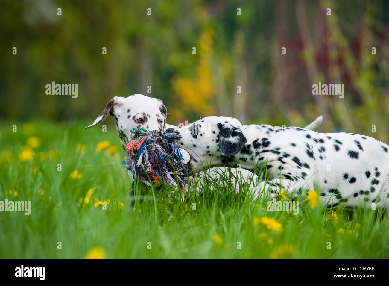 Cuccioli dalmata giocando in un prato Foto Stock