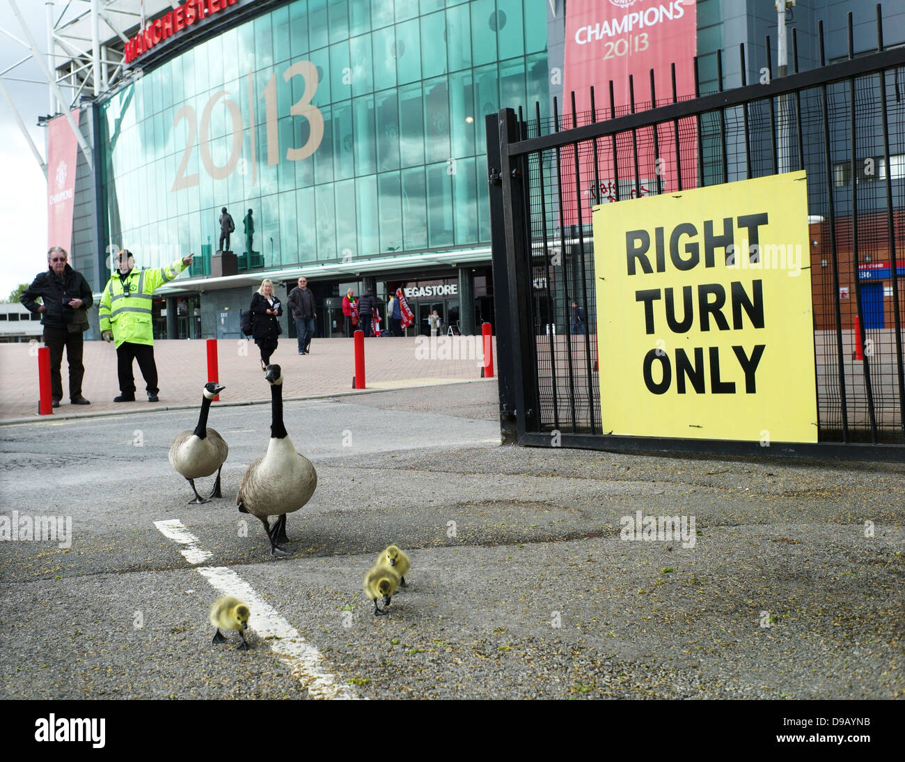 Il Manchester United, Old Trafford 14-5-2013 pulcini a Old Trafford piangere fowl Foto Stock