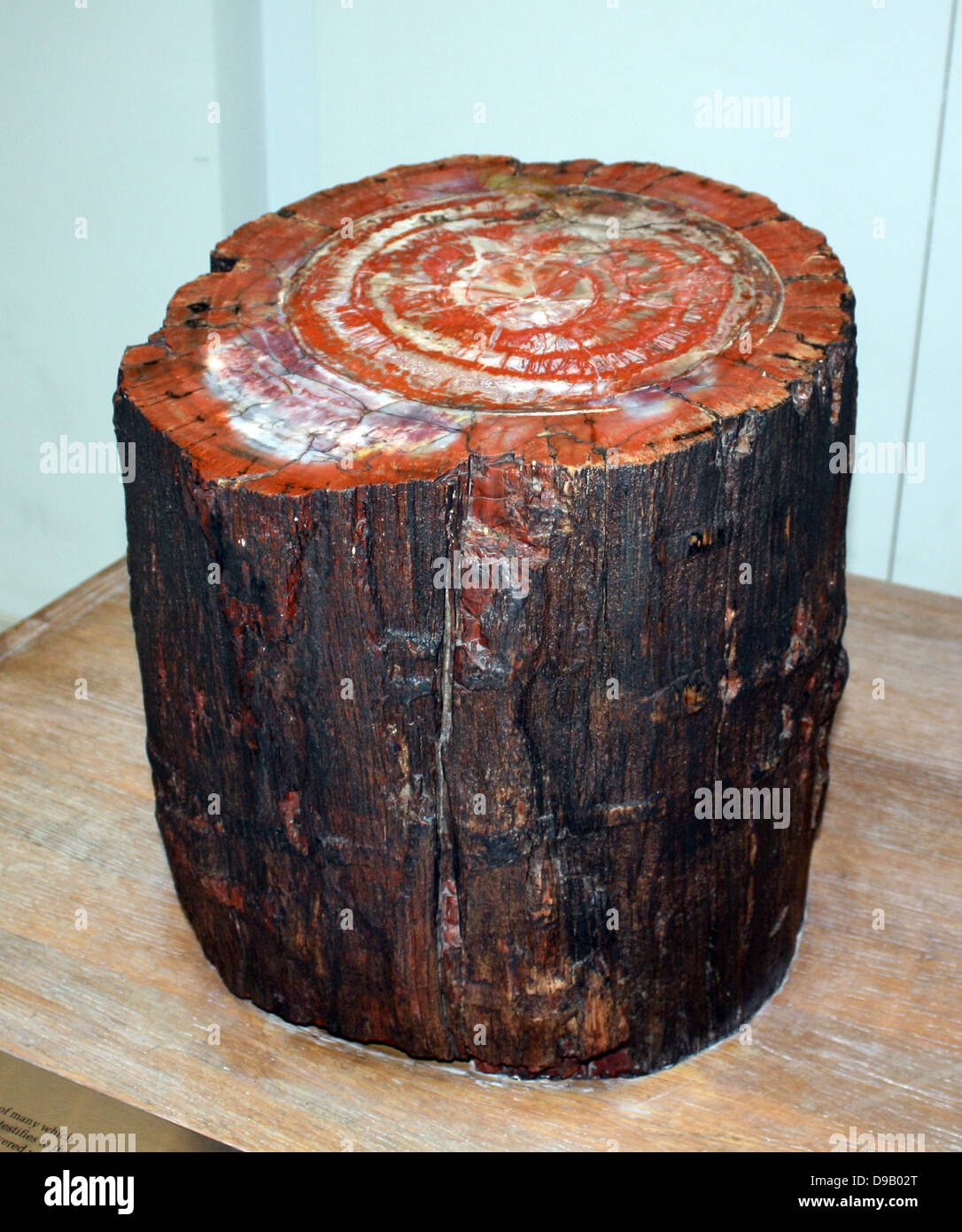 Foresta pietrificata. Questo fossile tronco di albero è uno dei molti hanno trovato nel deserto dell'Arizona. Lo testimonia il tempo quando questa terra arida era ricoperto da una fitta foresta di conifere. Il legno originale è diventato pietrificato, sostituito dal minerale agage. Tuttavia, è ancora possibile vedere la prova della struttura annuale degli anelli di crescita. Foto Stock