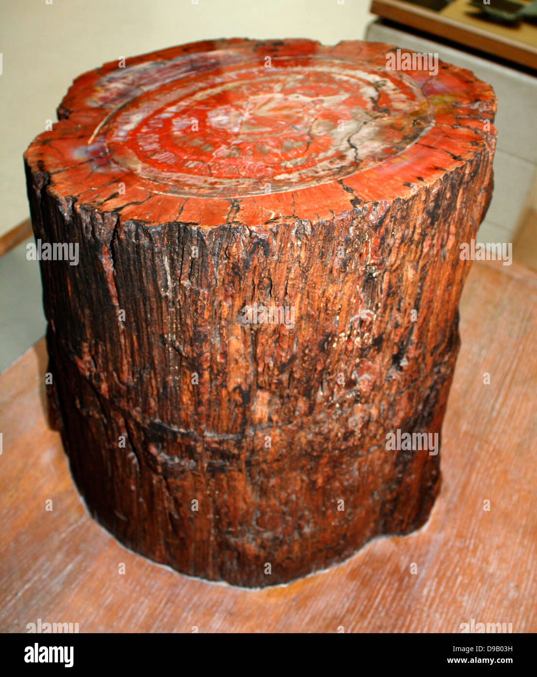 Foresta pietrificata. Questo fossile tronco di albero è uno dei molti hanno trovato nel deserto dell'Arizona. Lo testimonia il tempo quando questa terra arida era ricoperto da una fitta foresta di conifere. Il legno originale è diventato pietrificato, sostituito dal minerale agage. Tuttavia Foto Stock