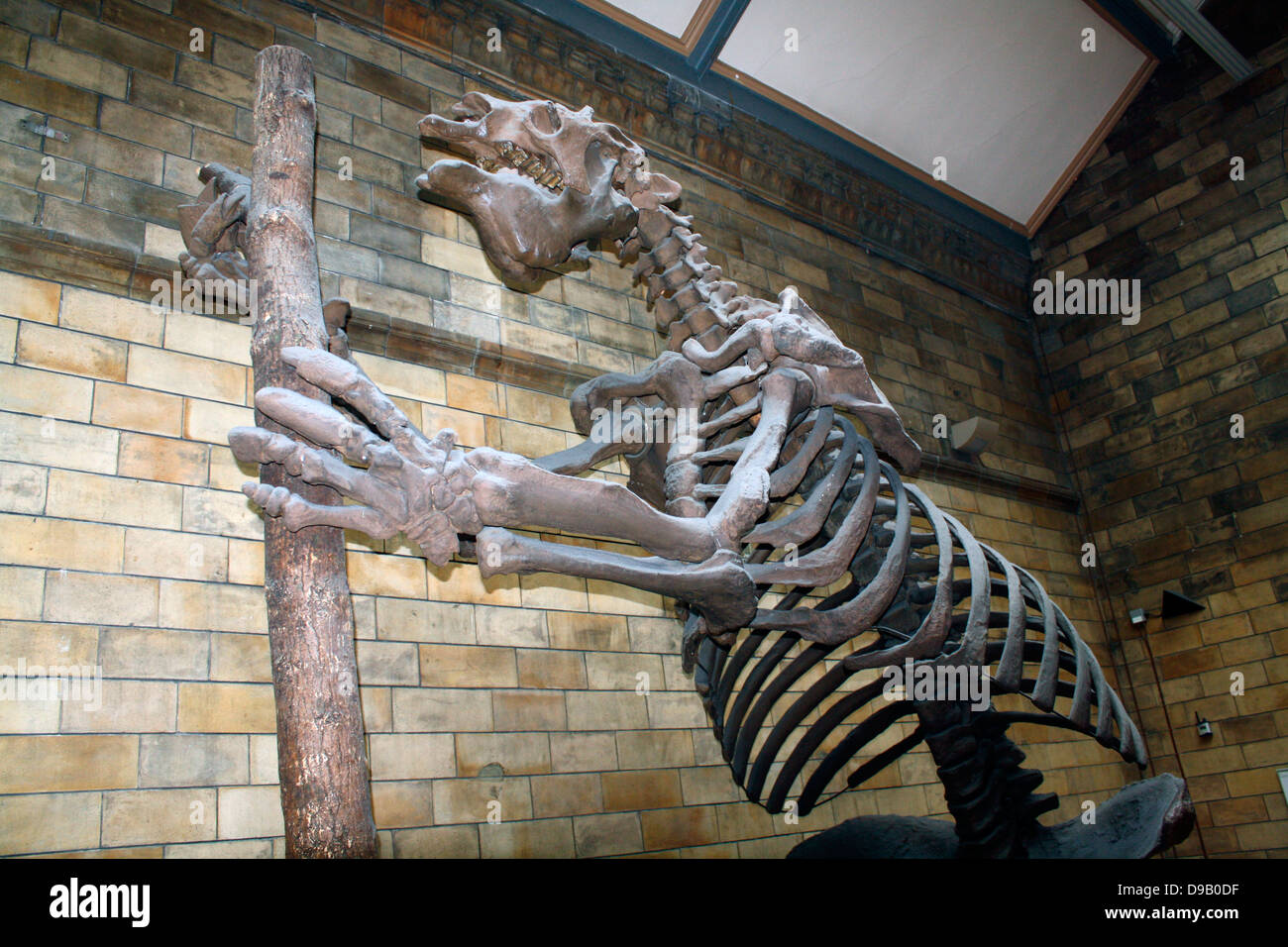 Mammifero estinto - Megatherium Americanum. Massa gigante bradipo vissuto nel fresco e asciutto spazzolare e praterie del Sud America fino a circa 10.000 anni fa. Lo scheletro spesso viene confusa con quella di un dinosauro, ma la massa gigante bradipo era effettivamente un mammifero Foto Stock