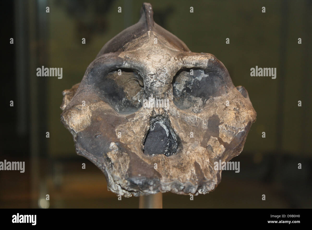 Propaggine evolutivo. Questo cordolo prominente lungo la parte superiore del cranio di Paranthropus aethiopicus era per ancorare il suo forte mascella muscoli. Una ganascia di pesanti e grandi denti probabilmente consentito di masticare dura, piante legnose. Che vivono in Kenya tra 2.3-2,7 milioni di anni fa, potrebbe essere stato un antenato del robusto australopithecines. Queste creature sono state una propaggine evolutivo che probabilmente è morto a causa di variazioni ambientali o la concorrenza mediante la nuova evoluzione della specie umana. Foto Stock