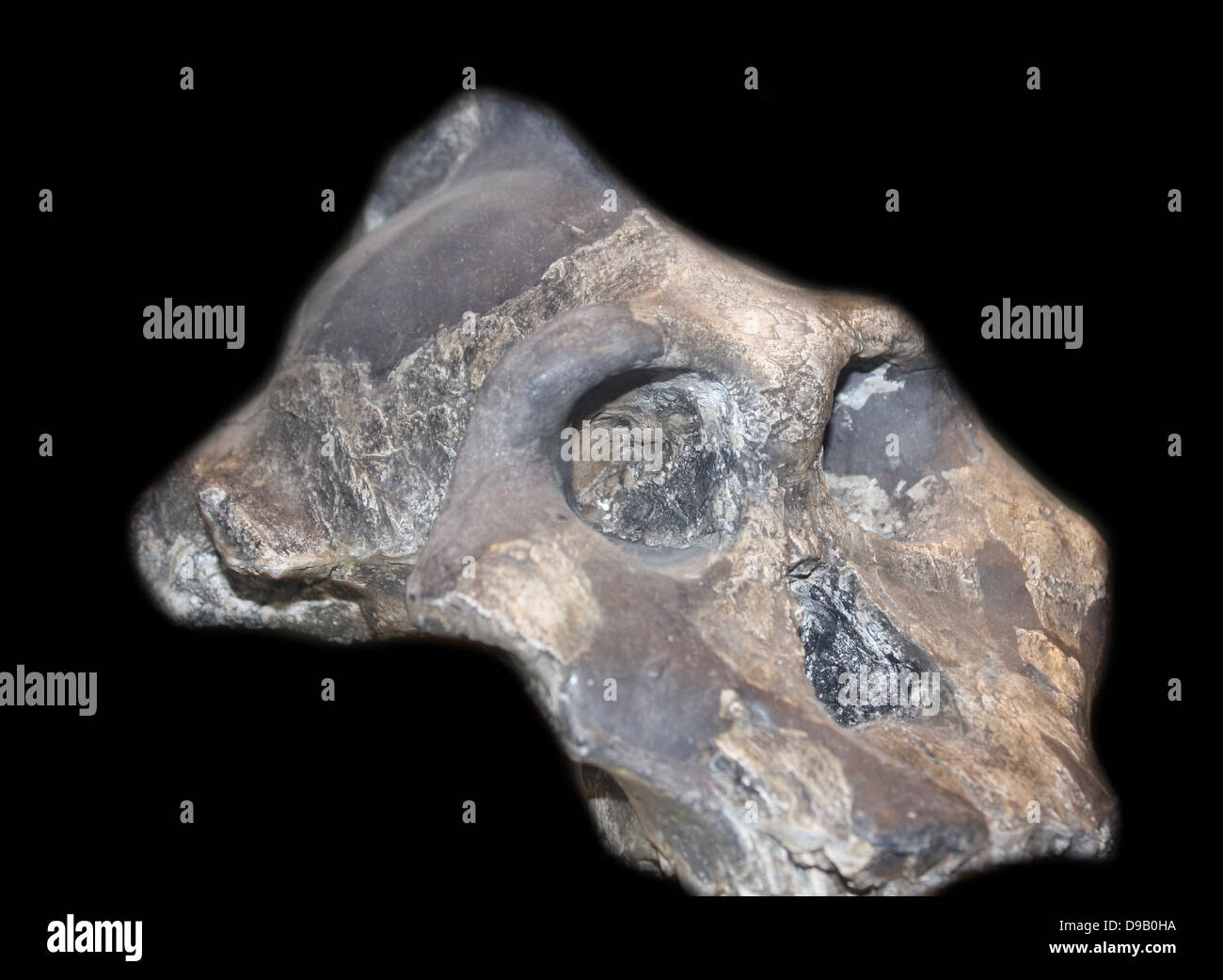 Propaggine evolutivo. Questo cordolo prominente lungo la parte superiore del cranio di Paranthropus aethiopicus era per ancorare il suo forte mascella muscoli. Una ganascia di pesanti e grandi denti probabilmente consentito di masticare dura, piante legnose. Che vivono in Kenya tra 2.3-2.7 mill Foto Stock