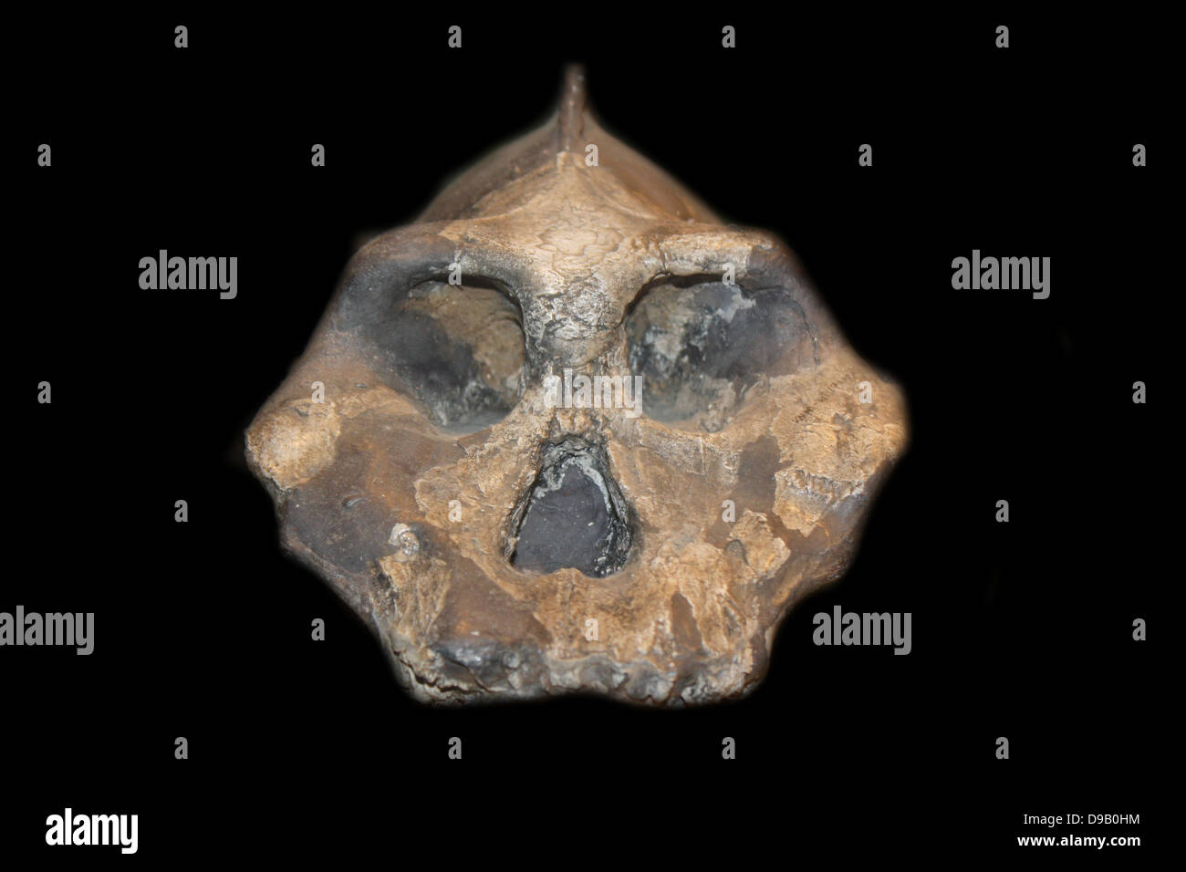 Propaggine evolutivo. Questo cordolo prominente lungo la parte superiore del cranio di Paranthropus aethiopicus era per ancorare il suo forte mascella muscoli. Una ganascia di pesanti e grandi denti probabilmente consentito di masticare dura, piante legnose. Che vivono in Kenya tra 2.3-2.7 mill Foto Stock
