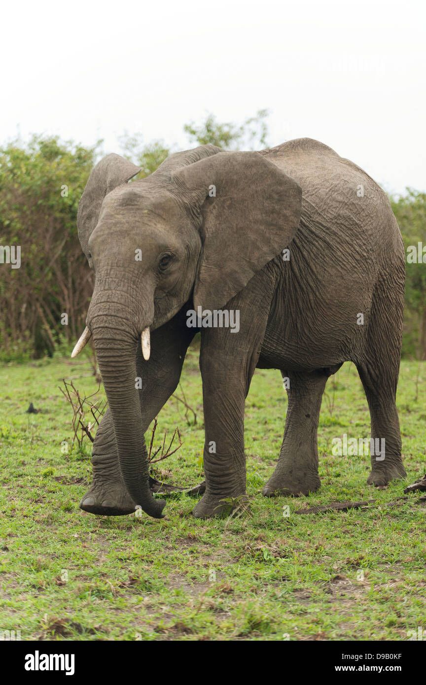 Elephant mangiare erba, il Masai Mara, Kenya Foto Stock