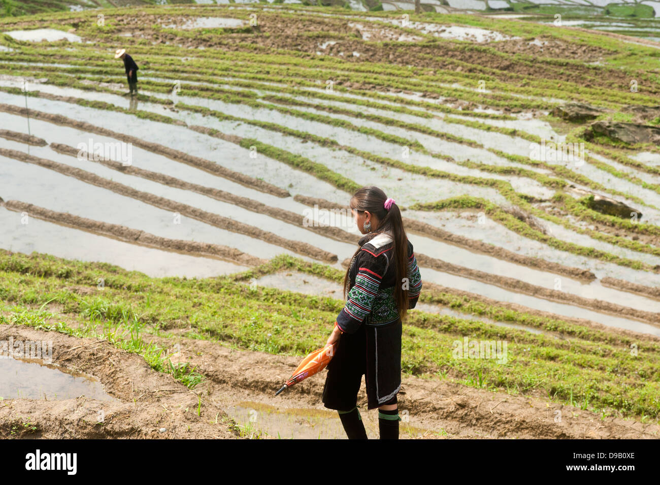 Sapa regione nel Nord Vietnam - campi di riso Foto Stock