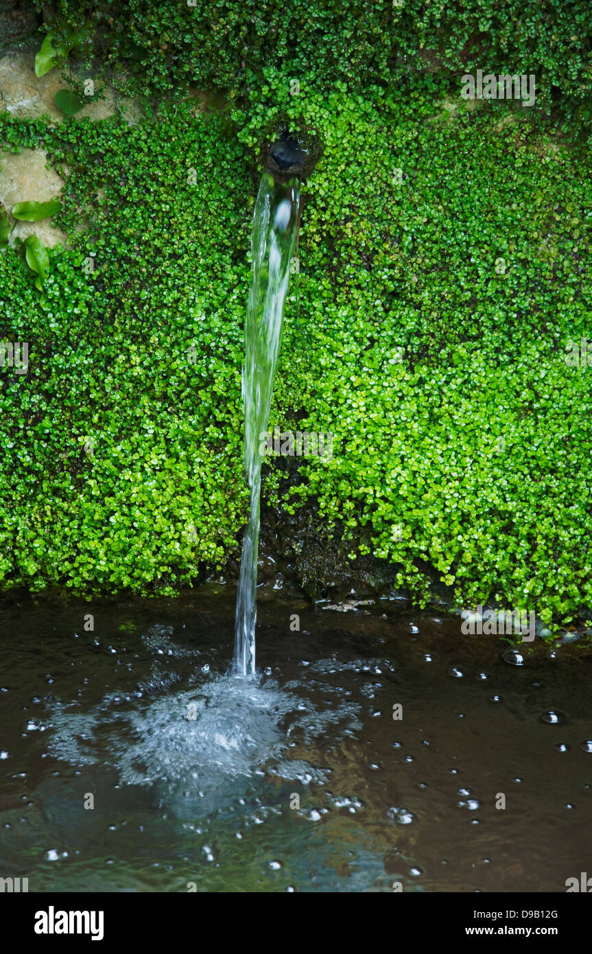 Naturale di fresca acqua sorgiva emergenti da una parete di roccia e versare in una piccola piscina in un inglese Cotswold country garden. Regno Unito Foto Stock