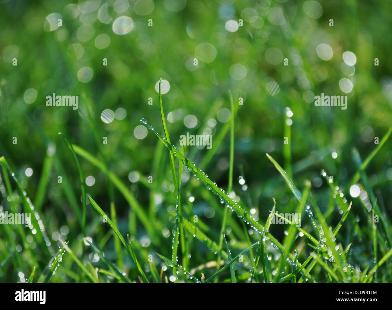 Erba goccioline di acqua Foto Stock