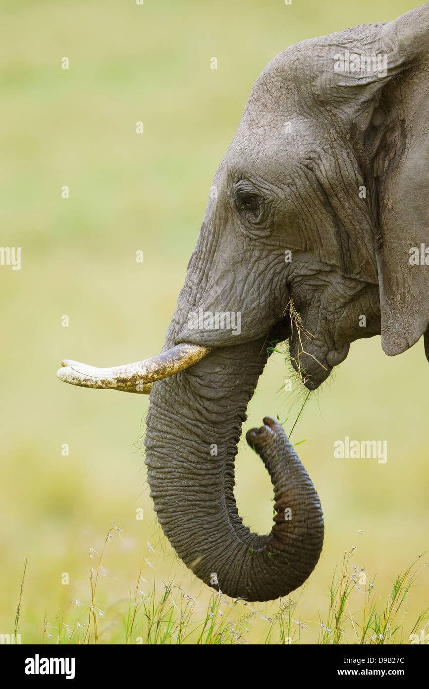 Elephant close-up verticale, il Masai Mara, Kenya Foto Stock