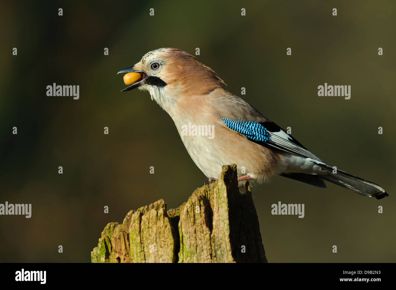 Eurasian Jay Garrulus glandarius, Eichelhäher Foto Stock