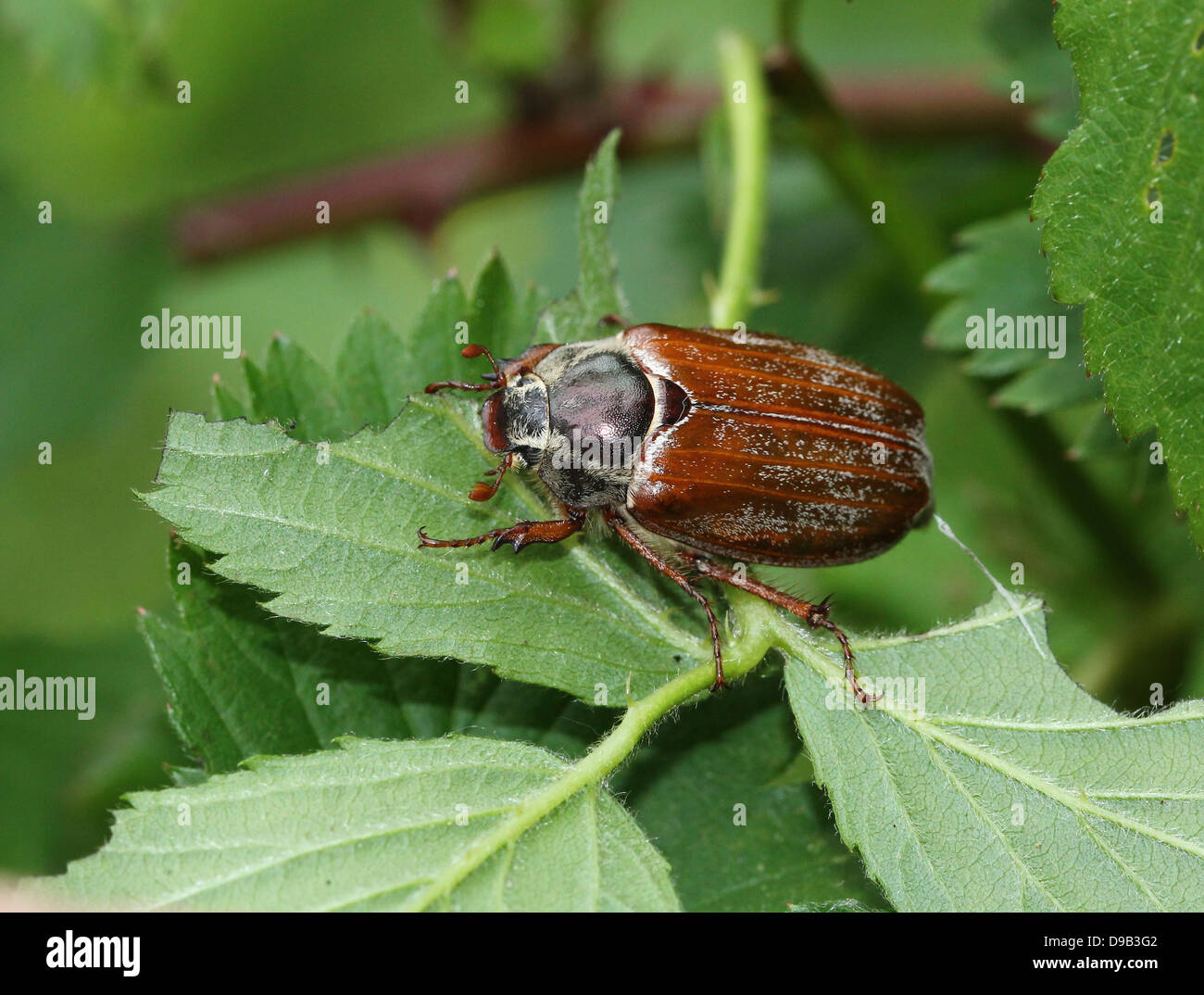 Molto dettagliata di close-up di un maschio Cockchafer a.k.a. Può Bug (Melolontha melolontha) Foto Stock