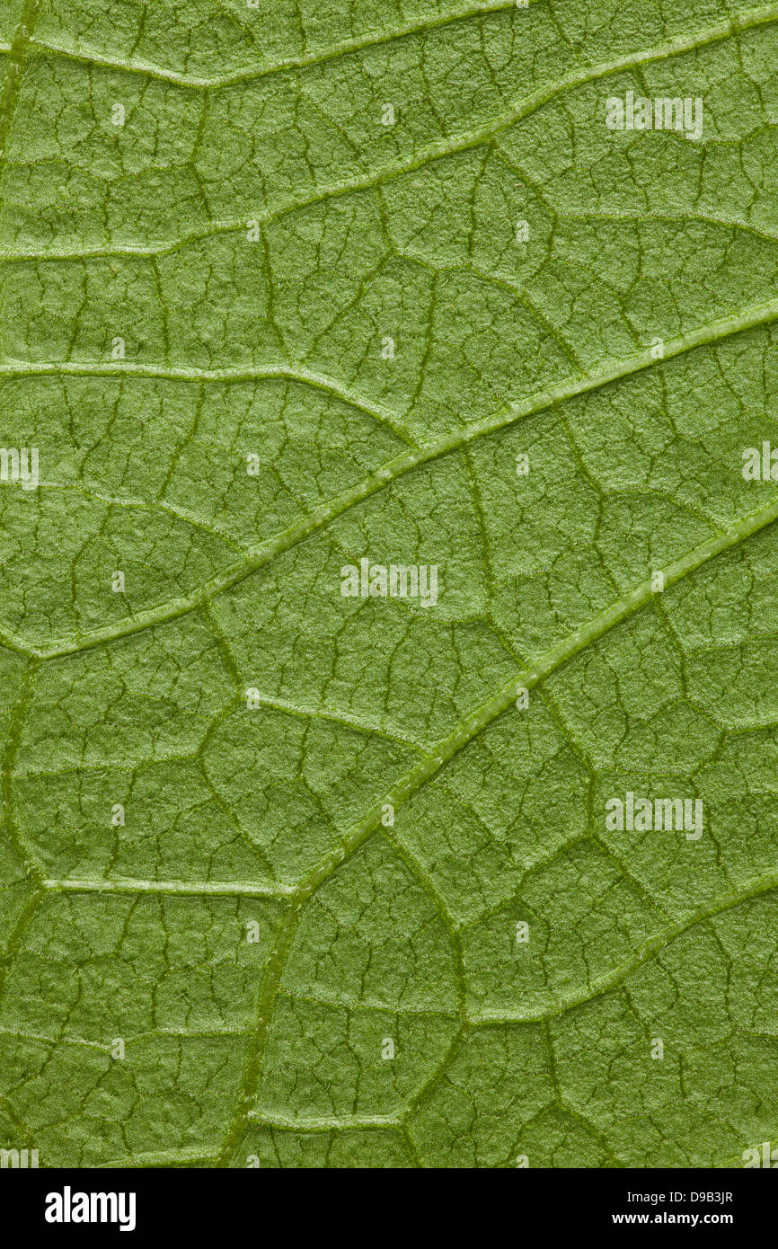 Albero verde foglia di sfondo o organici texture naturali Foto Stock